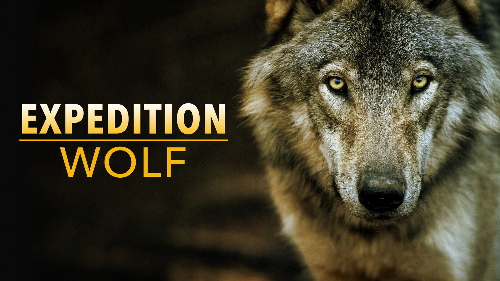 Expedition Wolf's poster