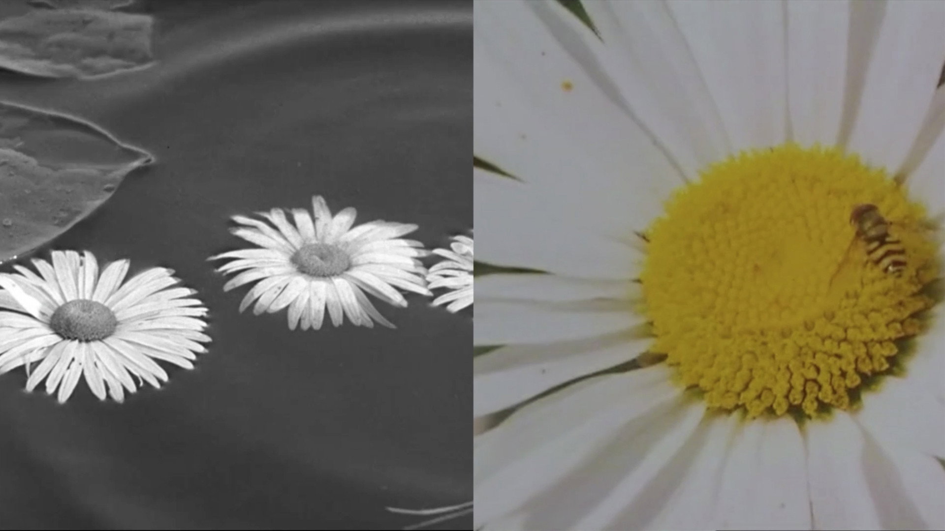 Herbarium's poster