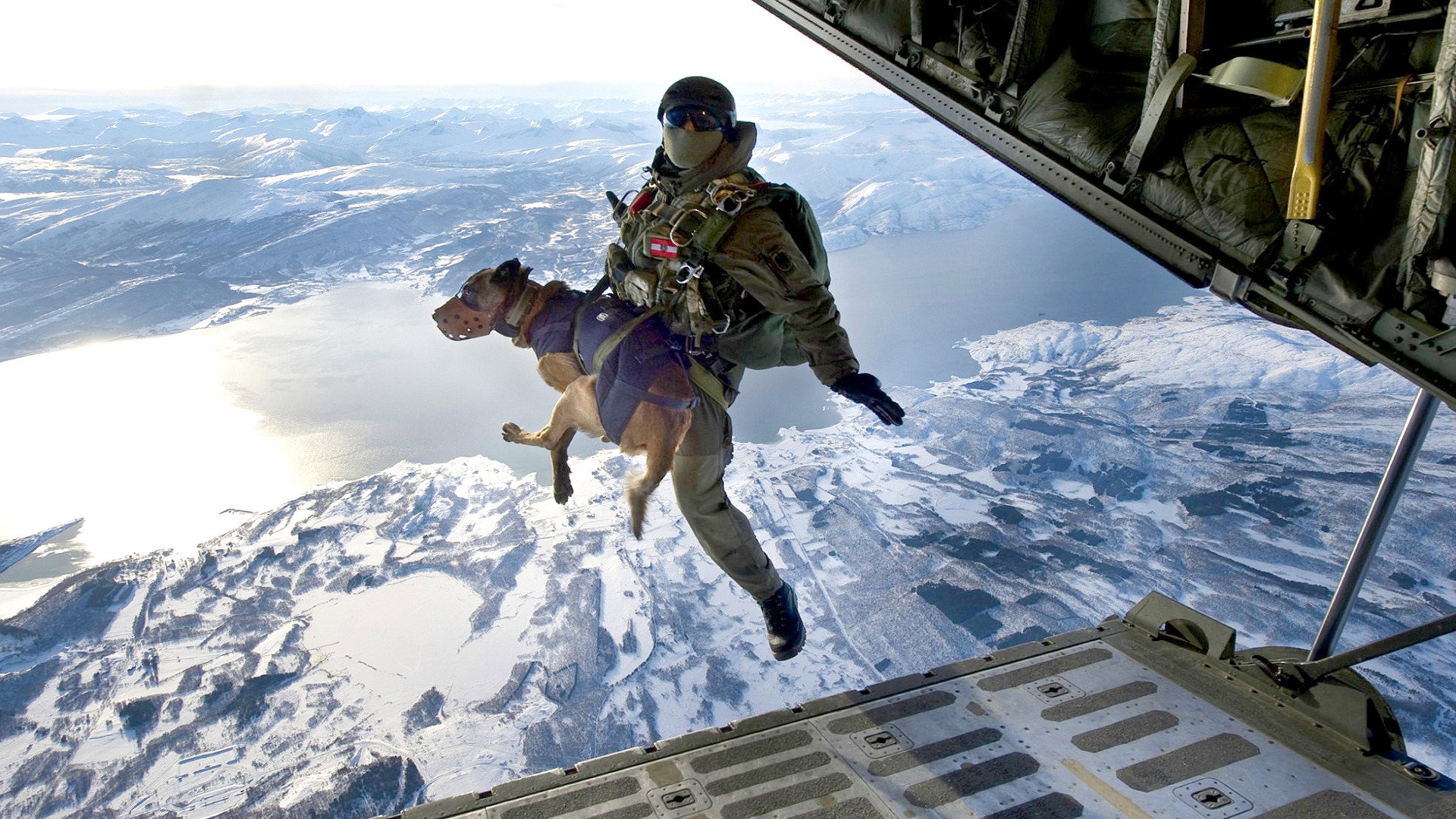 SEAL Dog's poster