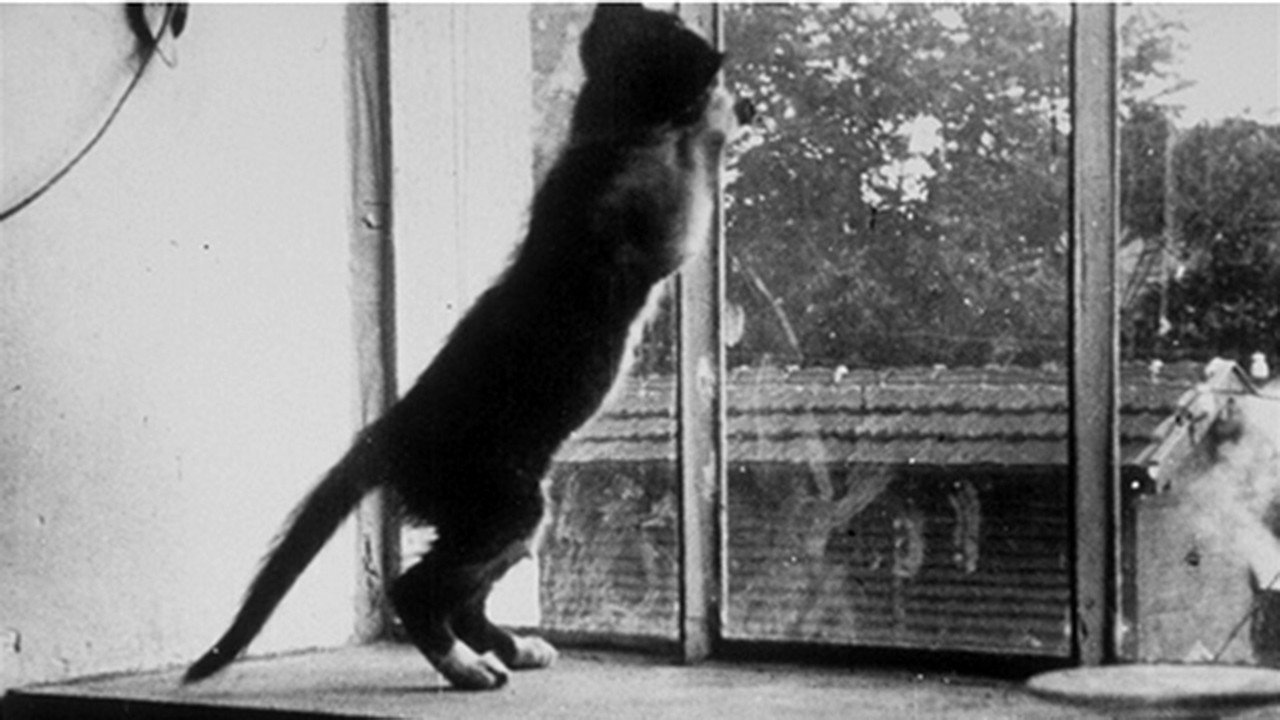 Le chat qui joue's poster
