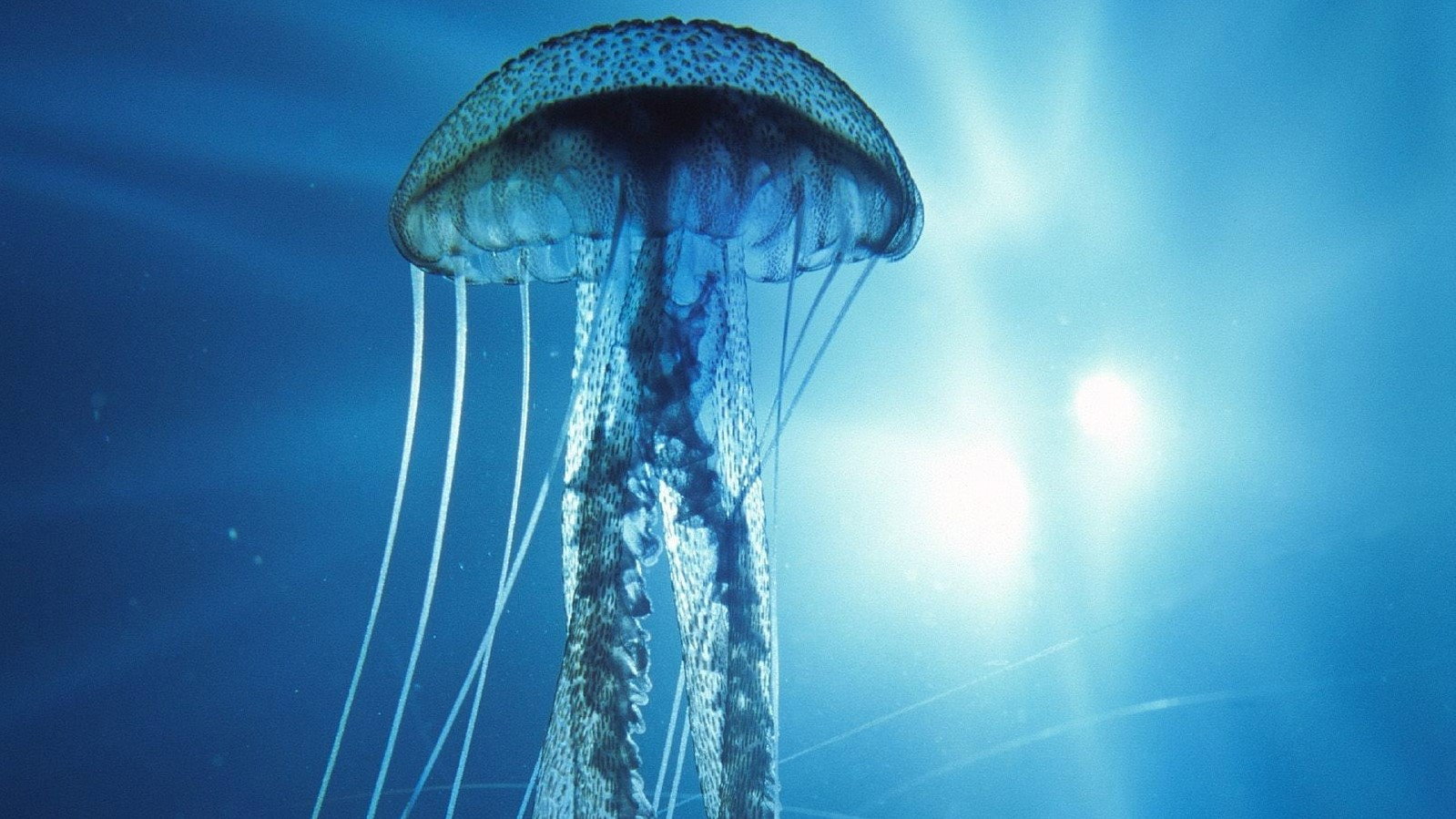 Into the Deep's poster