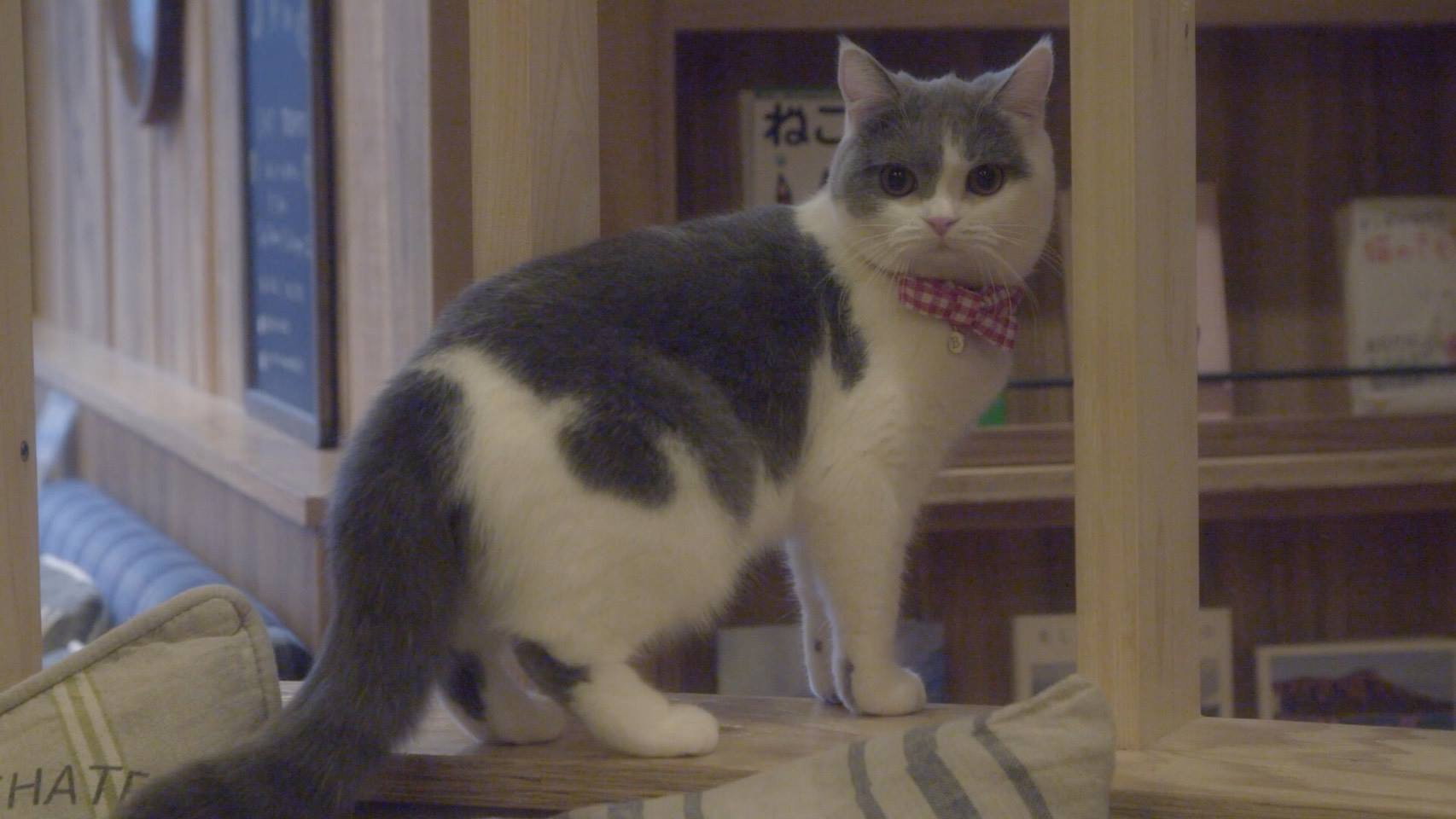Cat Cafe's poster
