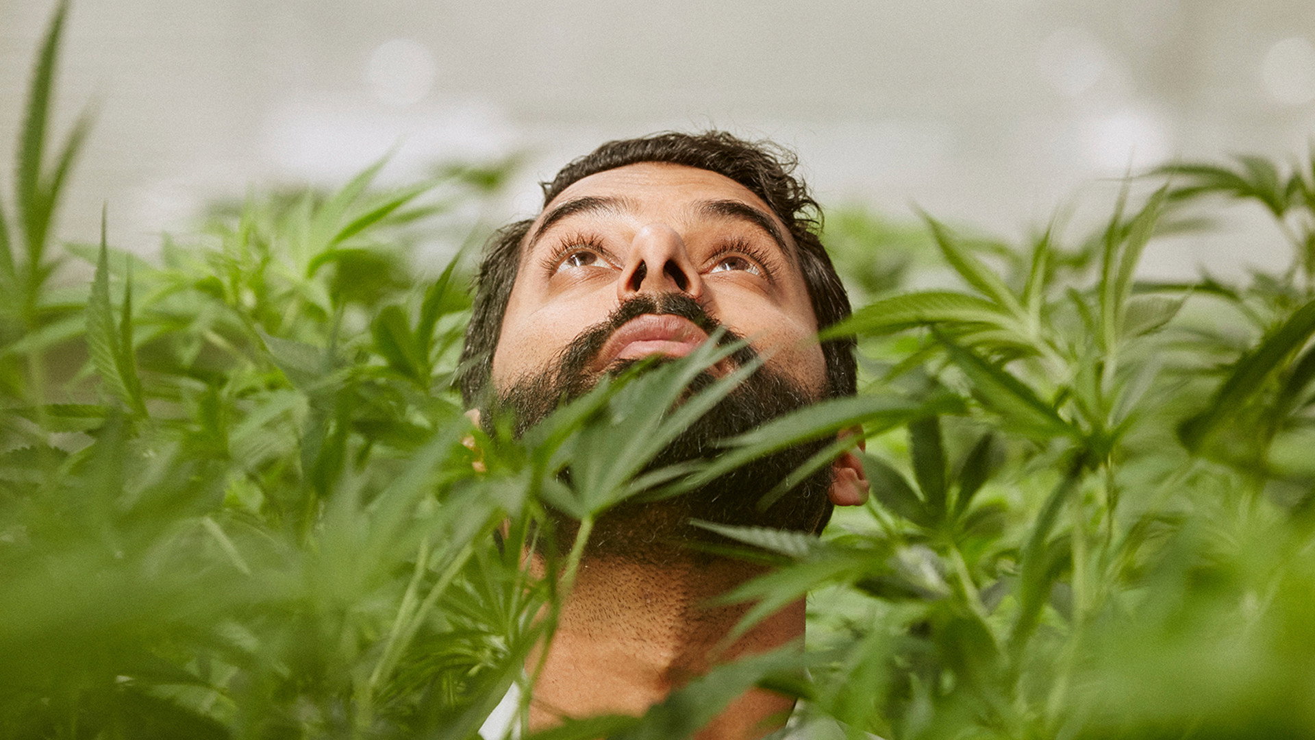 Weediquette's poster