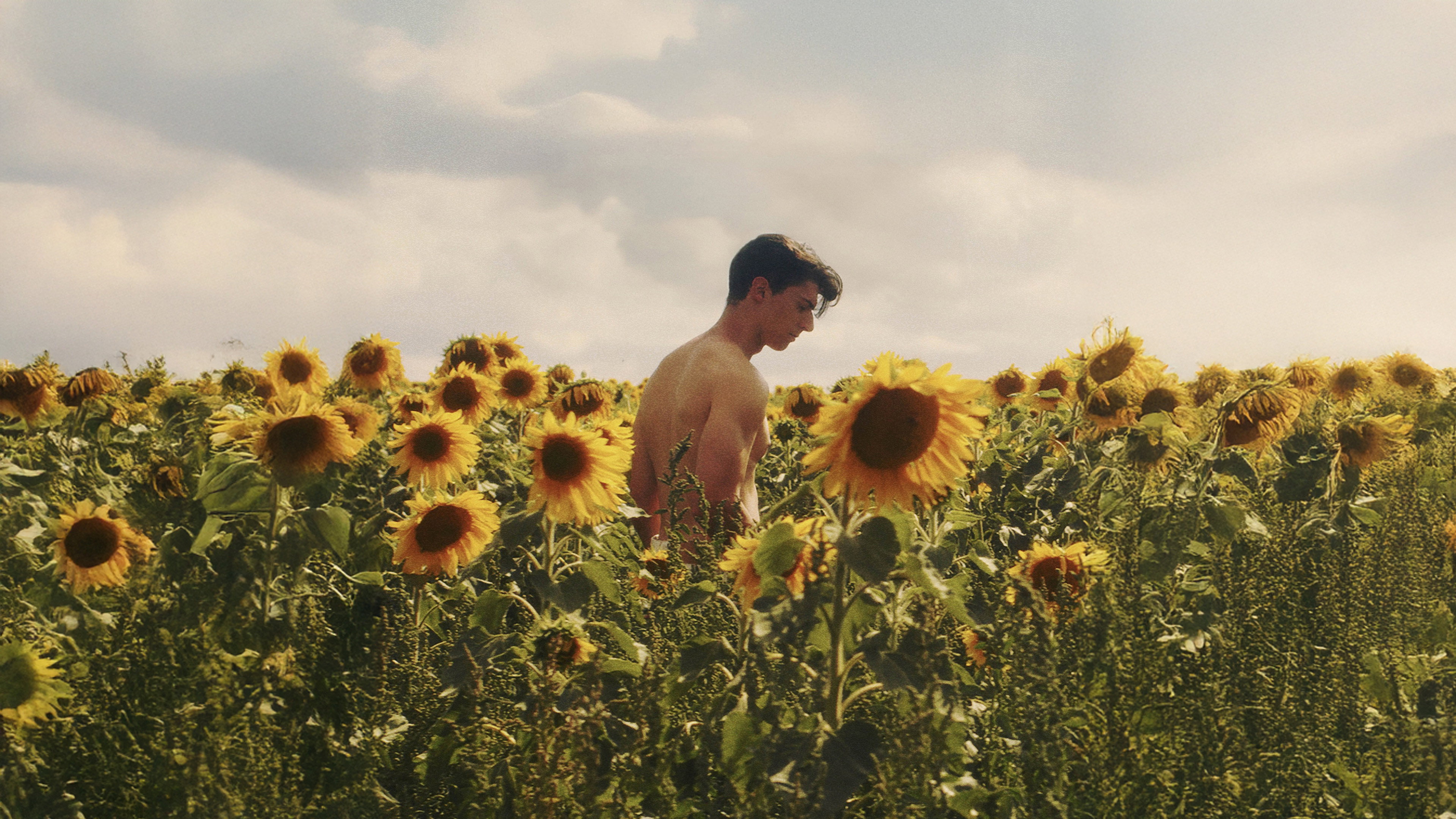 Sunflower's poster