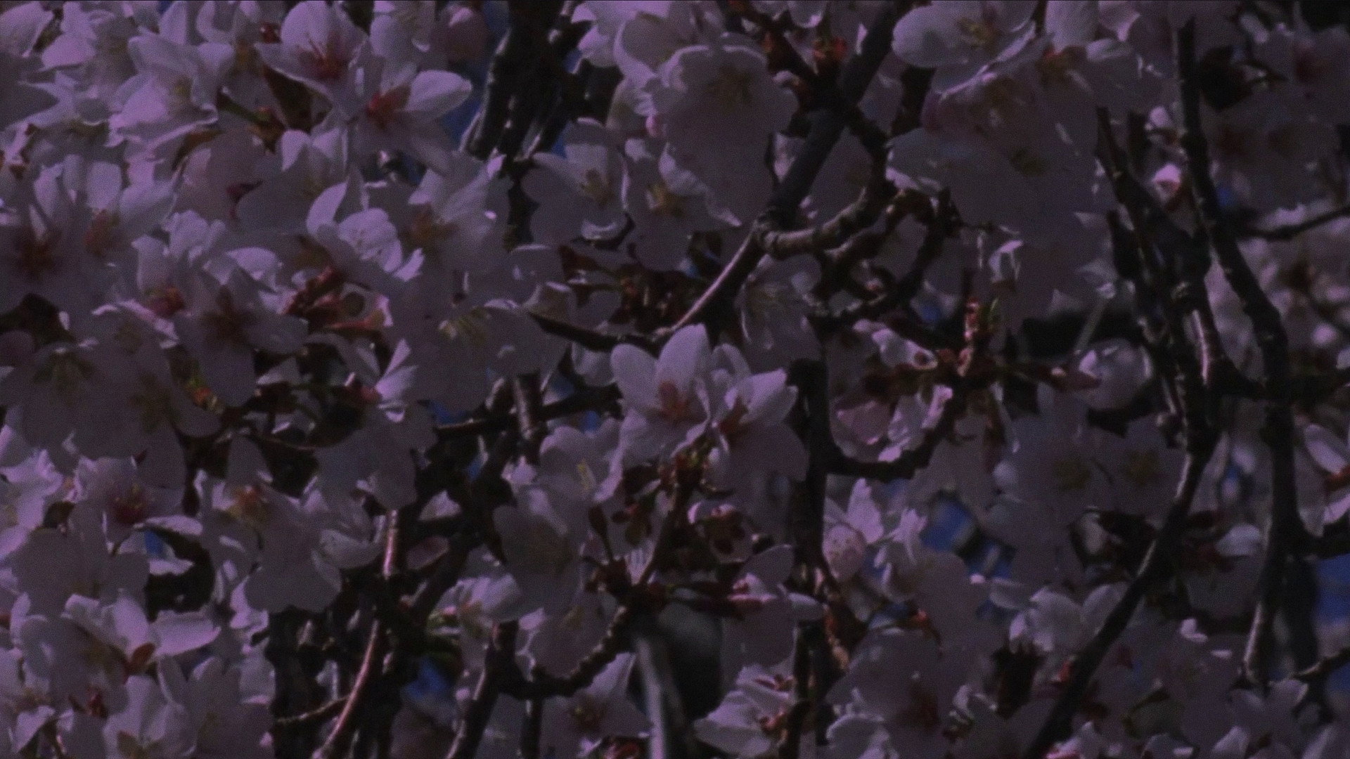 Spring Songs's poster