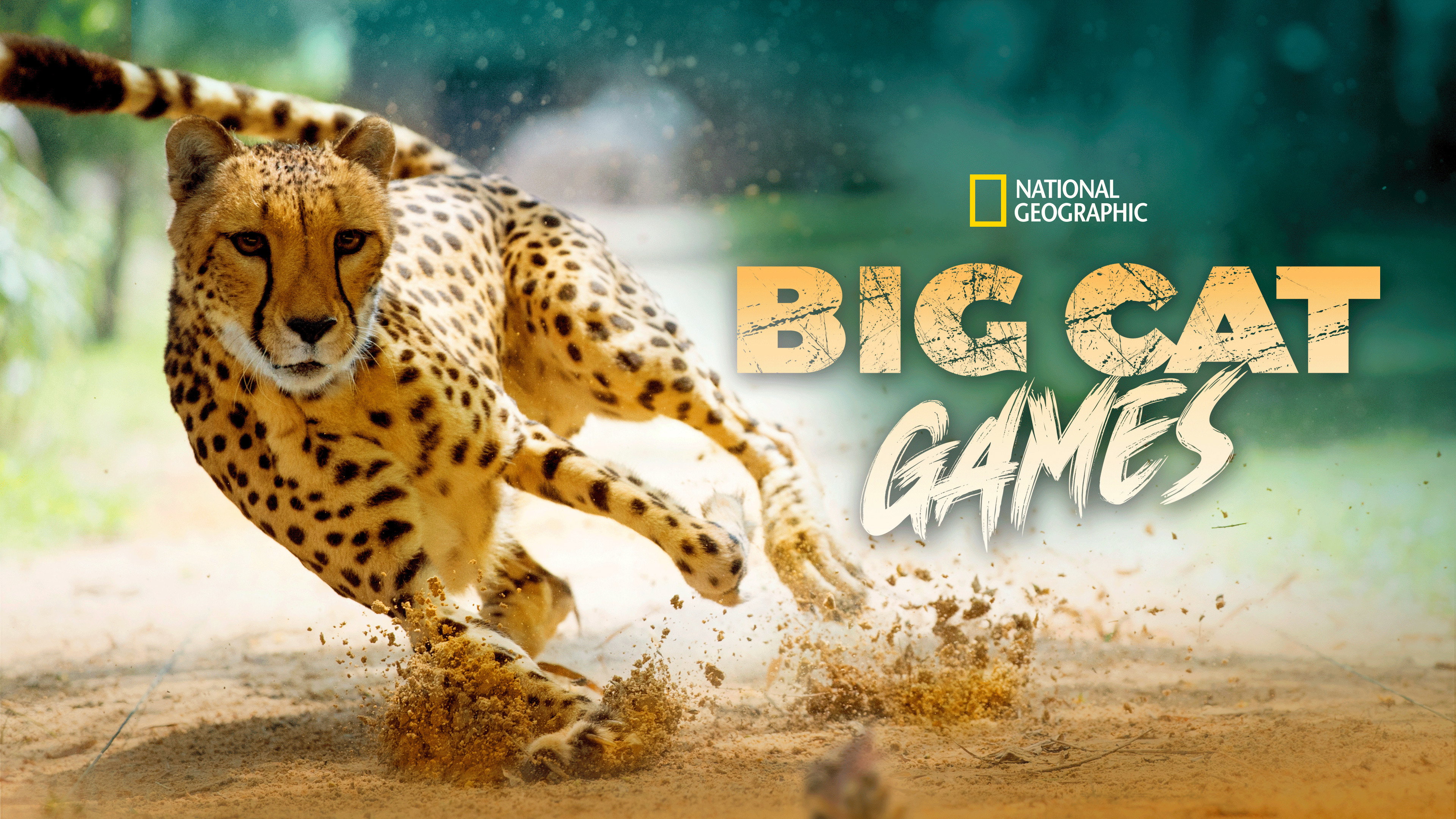 Big Cat Games's poster