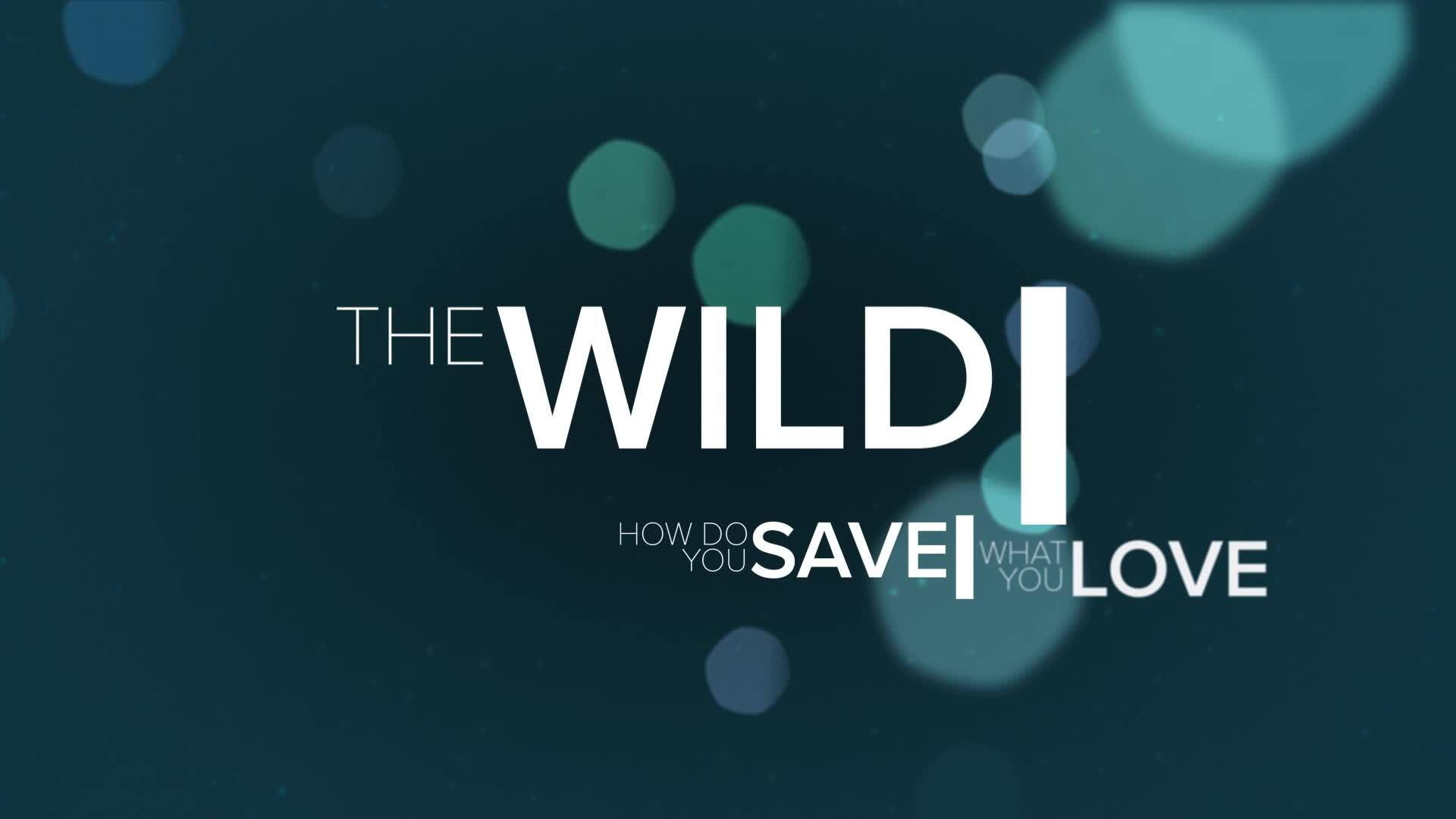 The Wild's poster