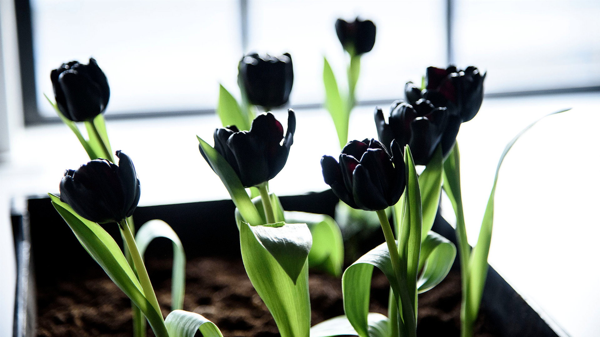 Black Tulip's poster