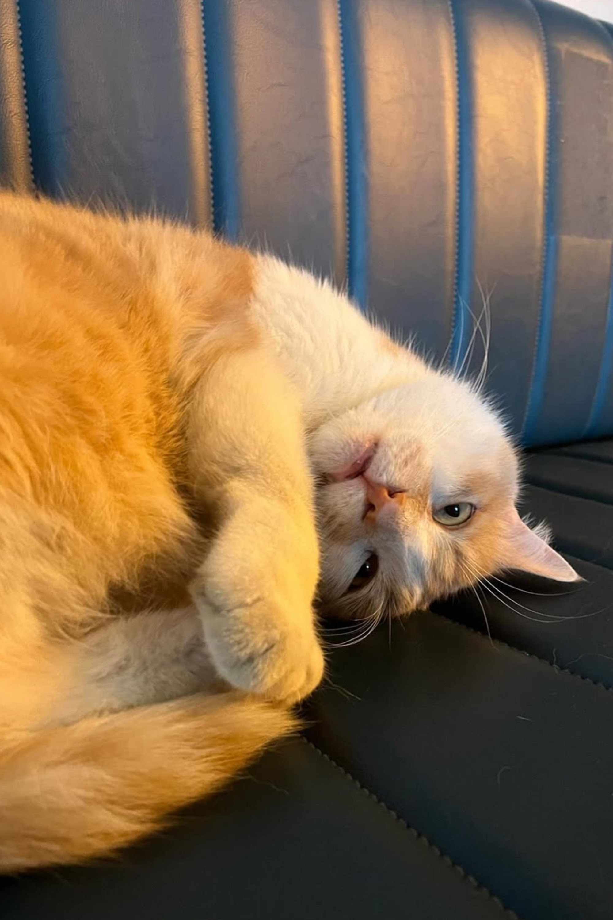 Osman The Cat's poster