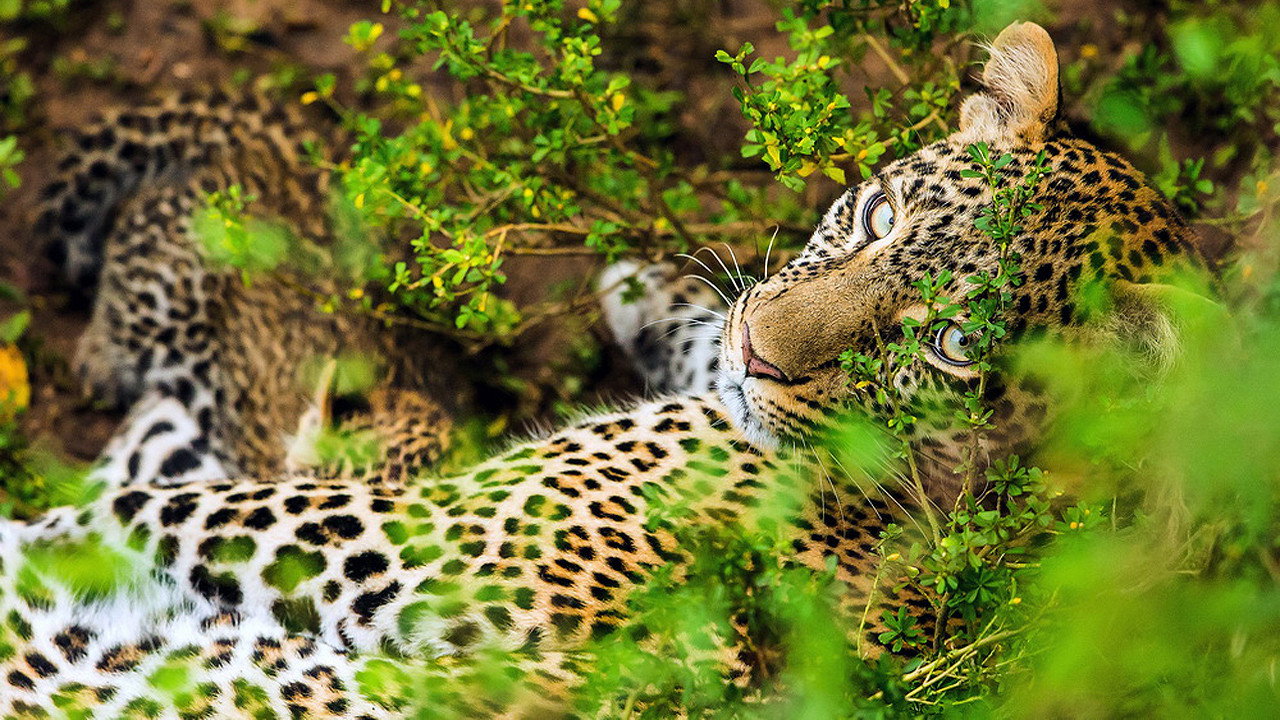 The Leopardess's poster