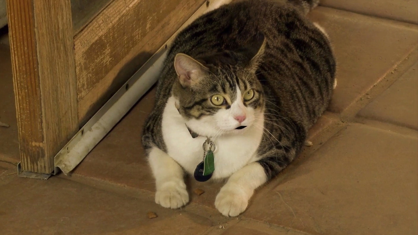 A Talking Cat!?!'s poster