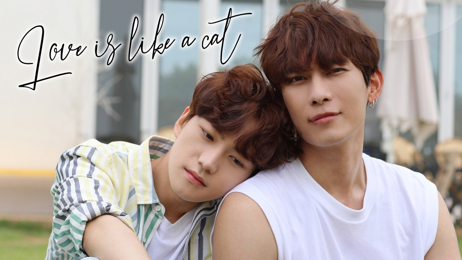 Love Is Like A Cat's poster