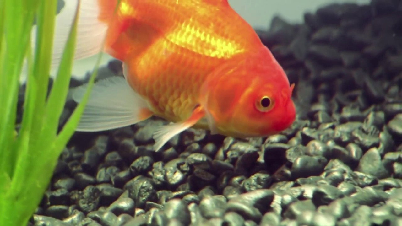 Goldfish's poster
