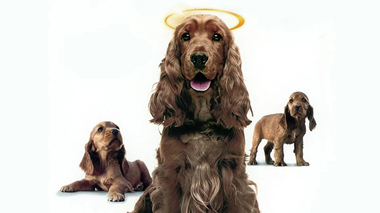Miracle Dogs Too's poster