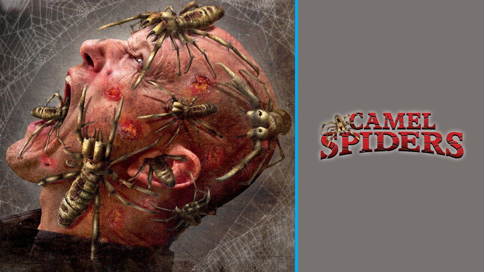 Camel Spiders's poster