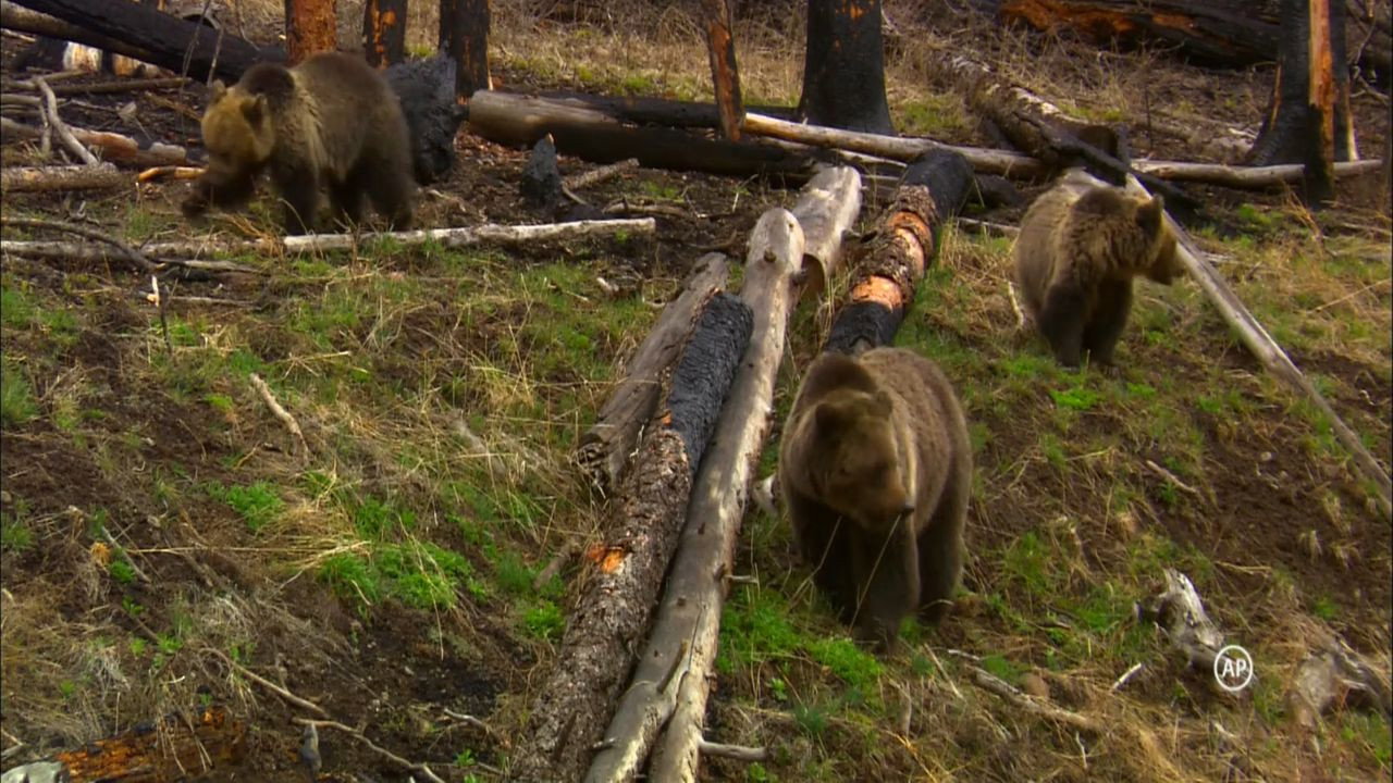 Grizzly's poster