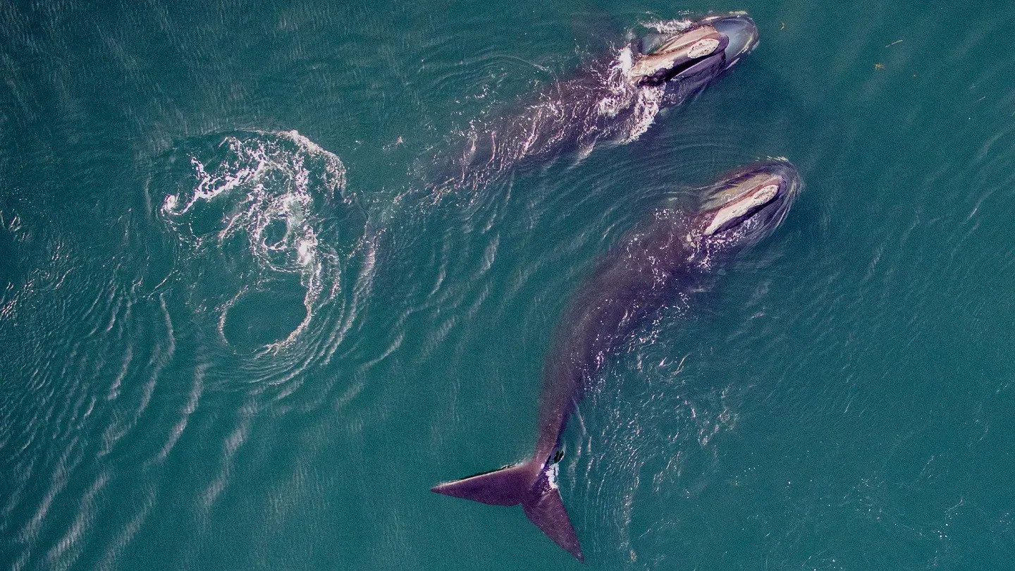 Saving the Right Whale's poster