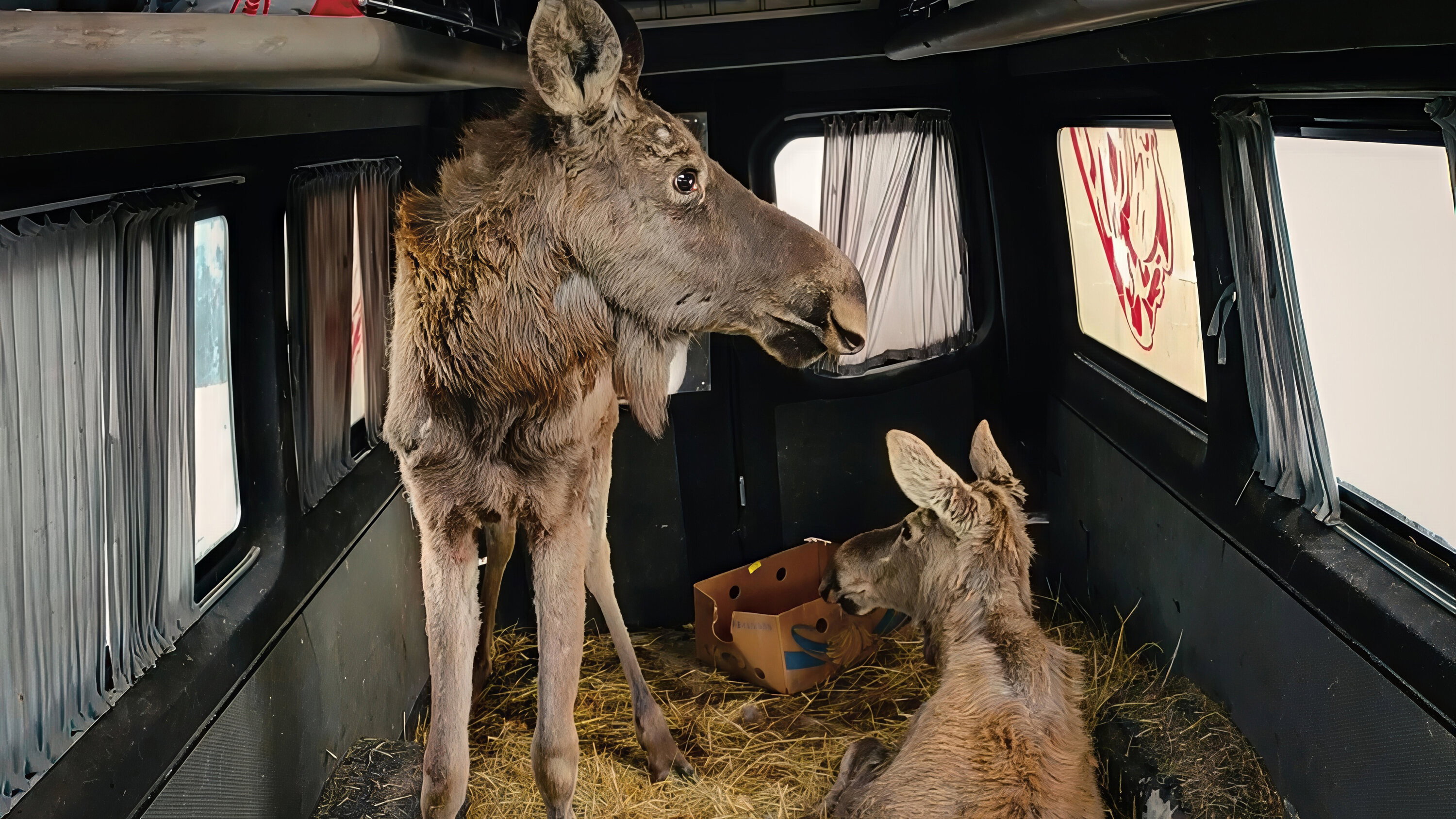 Checkpoint Zoo's poster