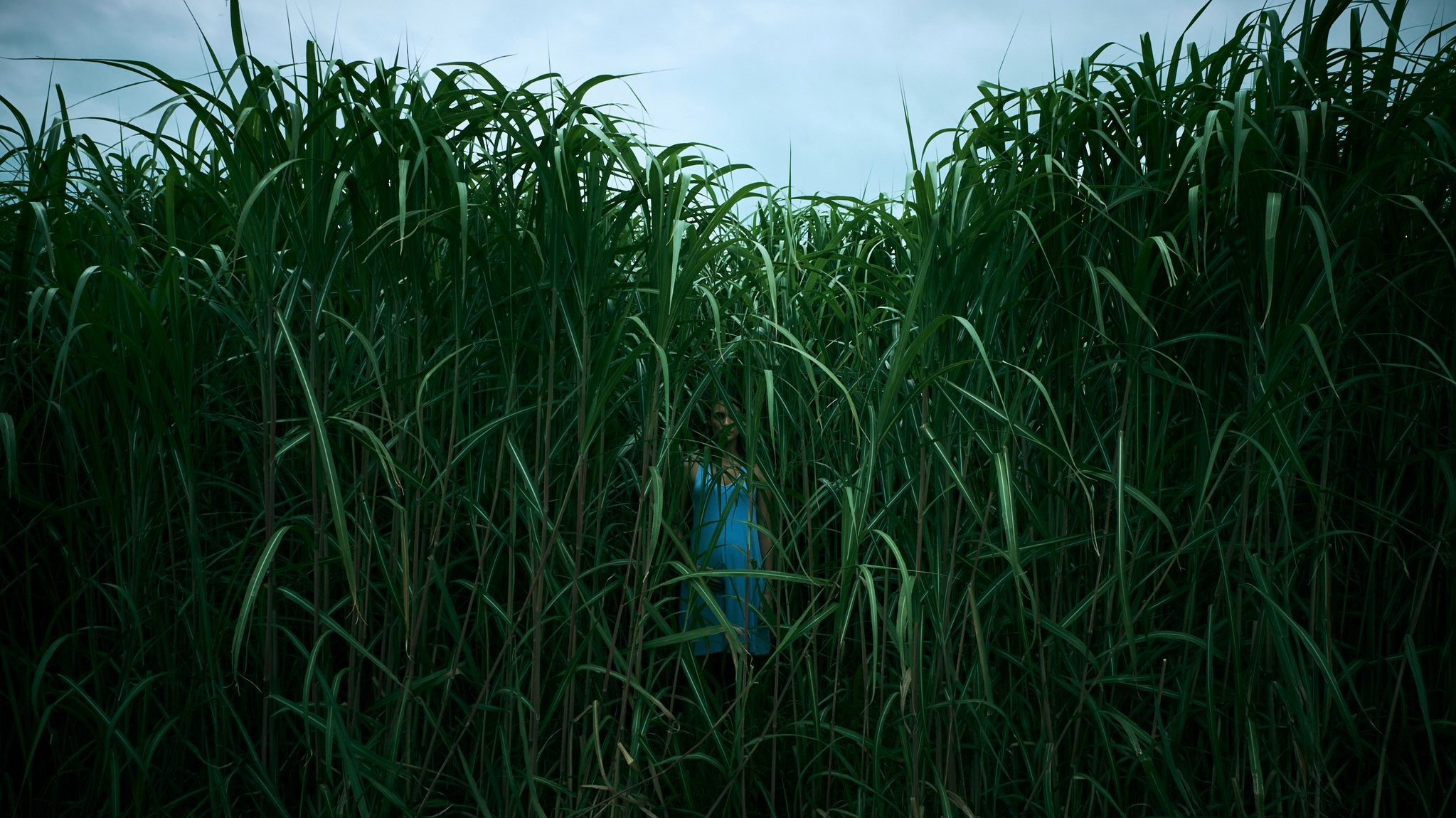 In the Tall Grass's poster