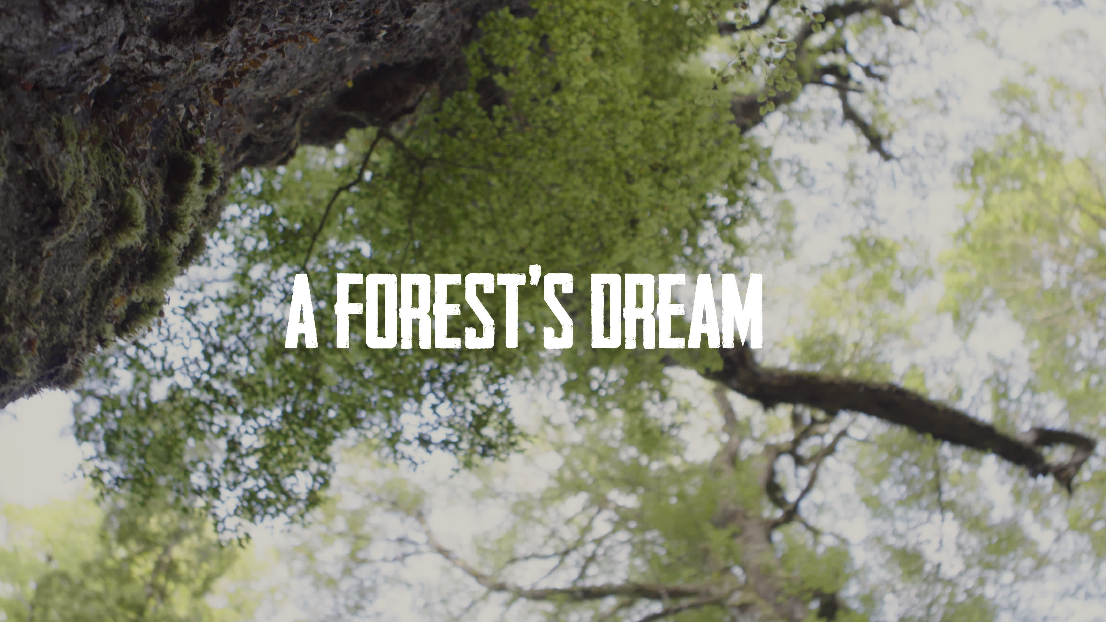 A Forest's Dream's poster