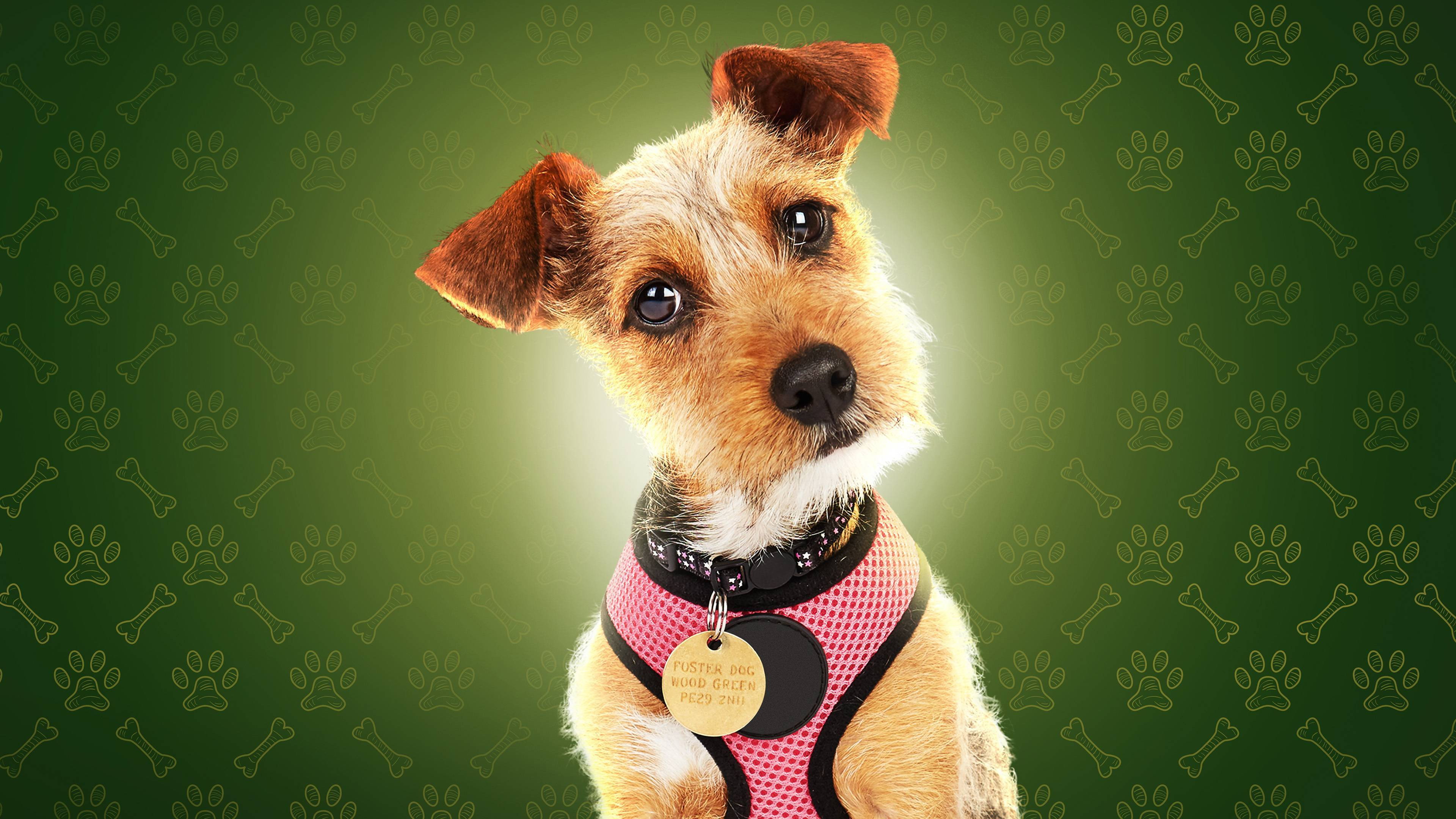 The Dog House's poster