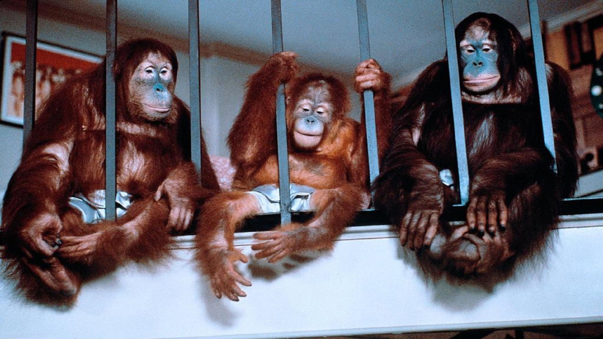 Going Ape!'s poster