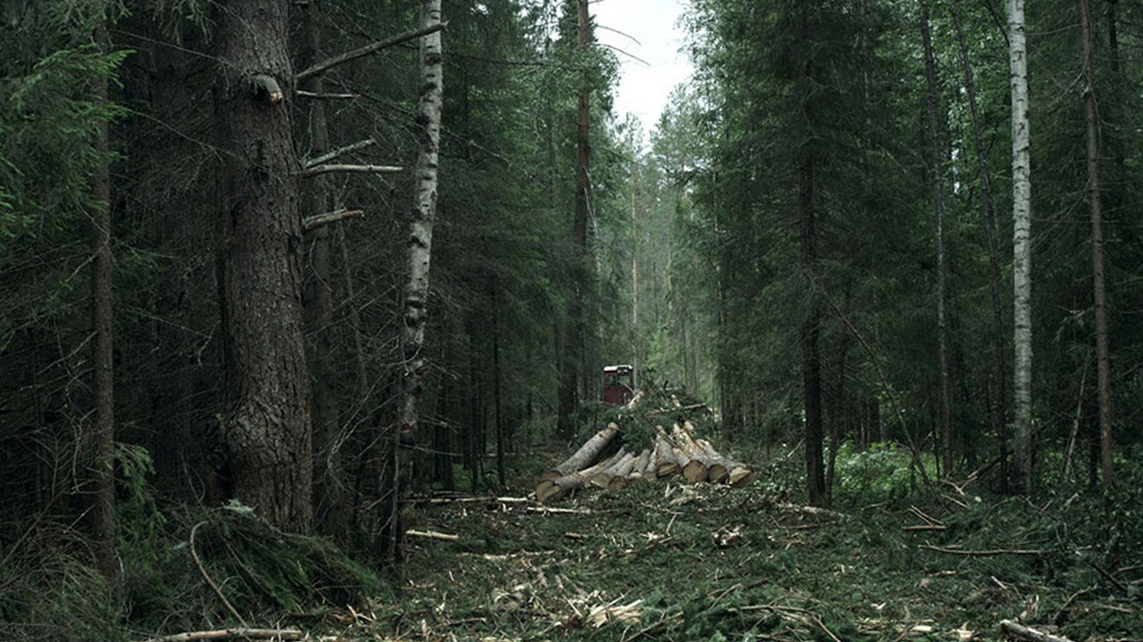 The Forest's poster