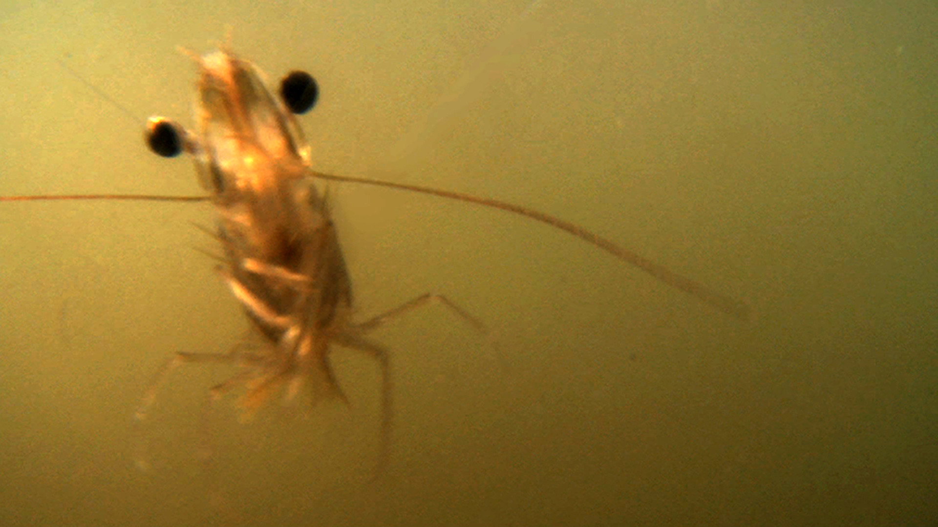 The Shrimp's poster