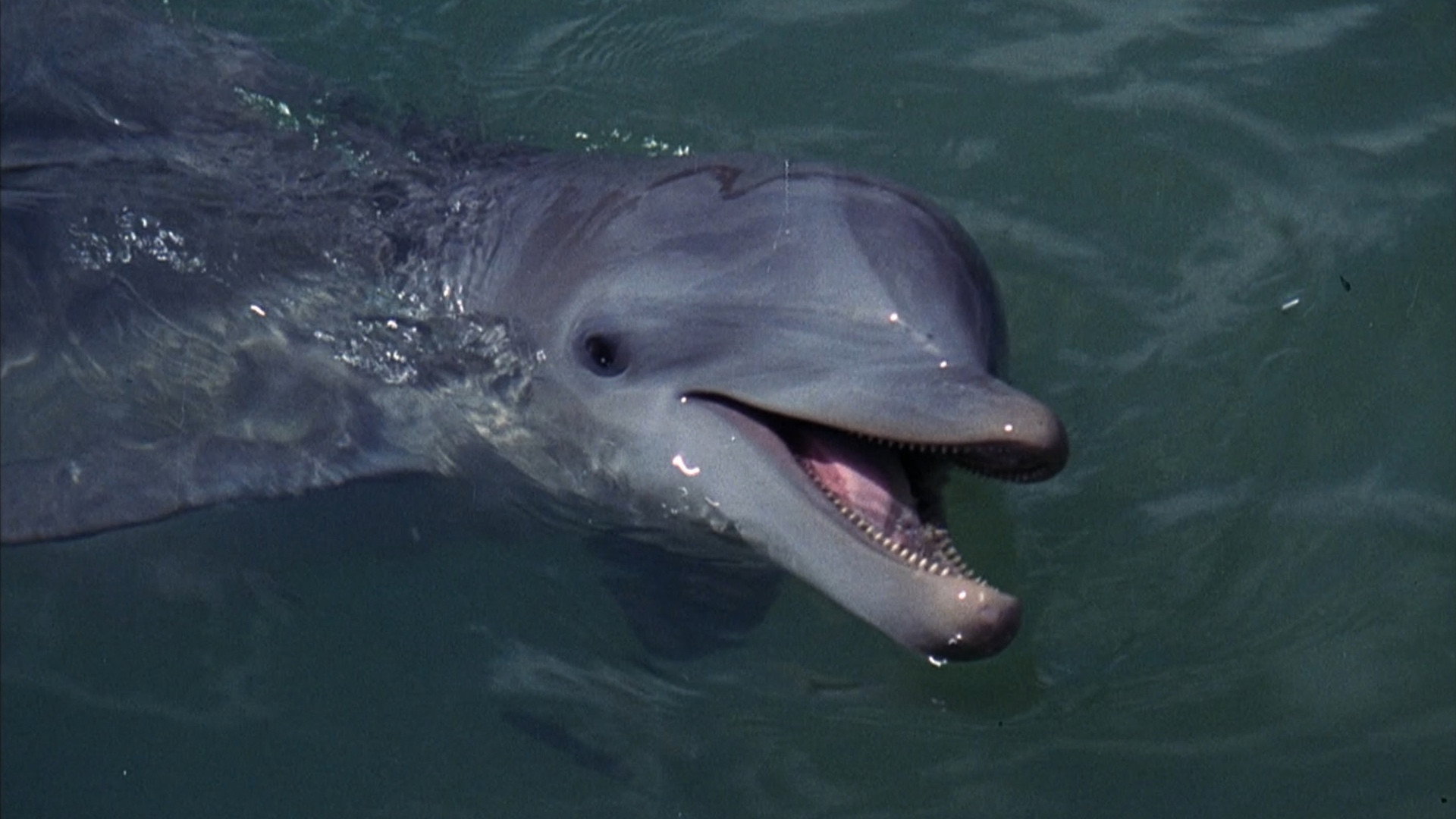 Flipper's poster
