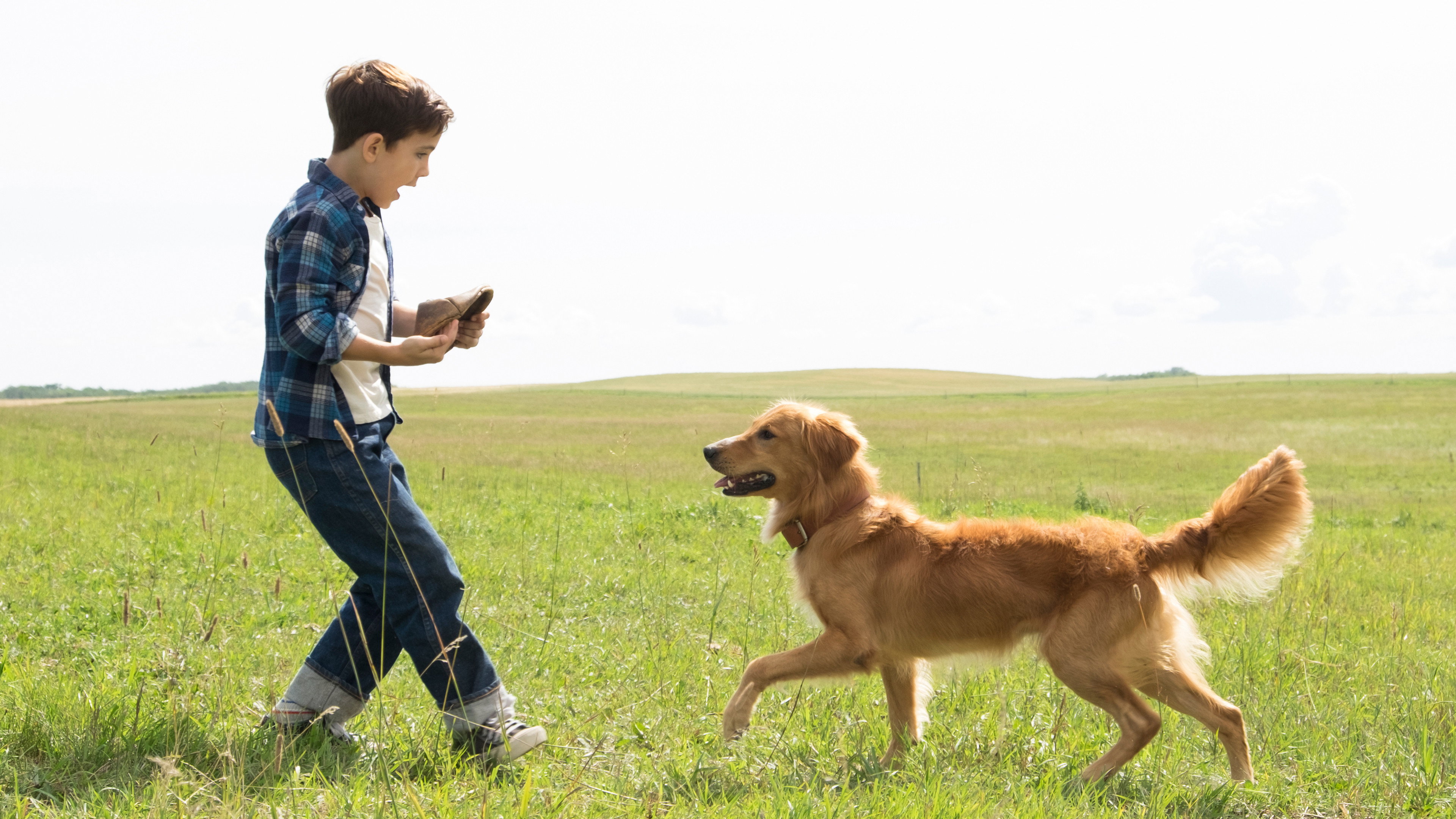 A Dog's Purpose's poster