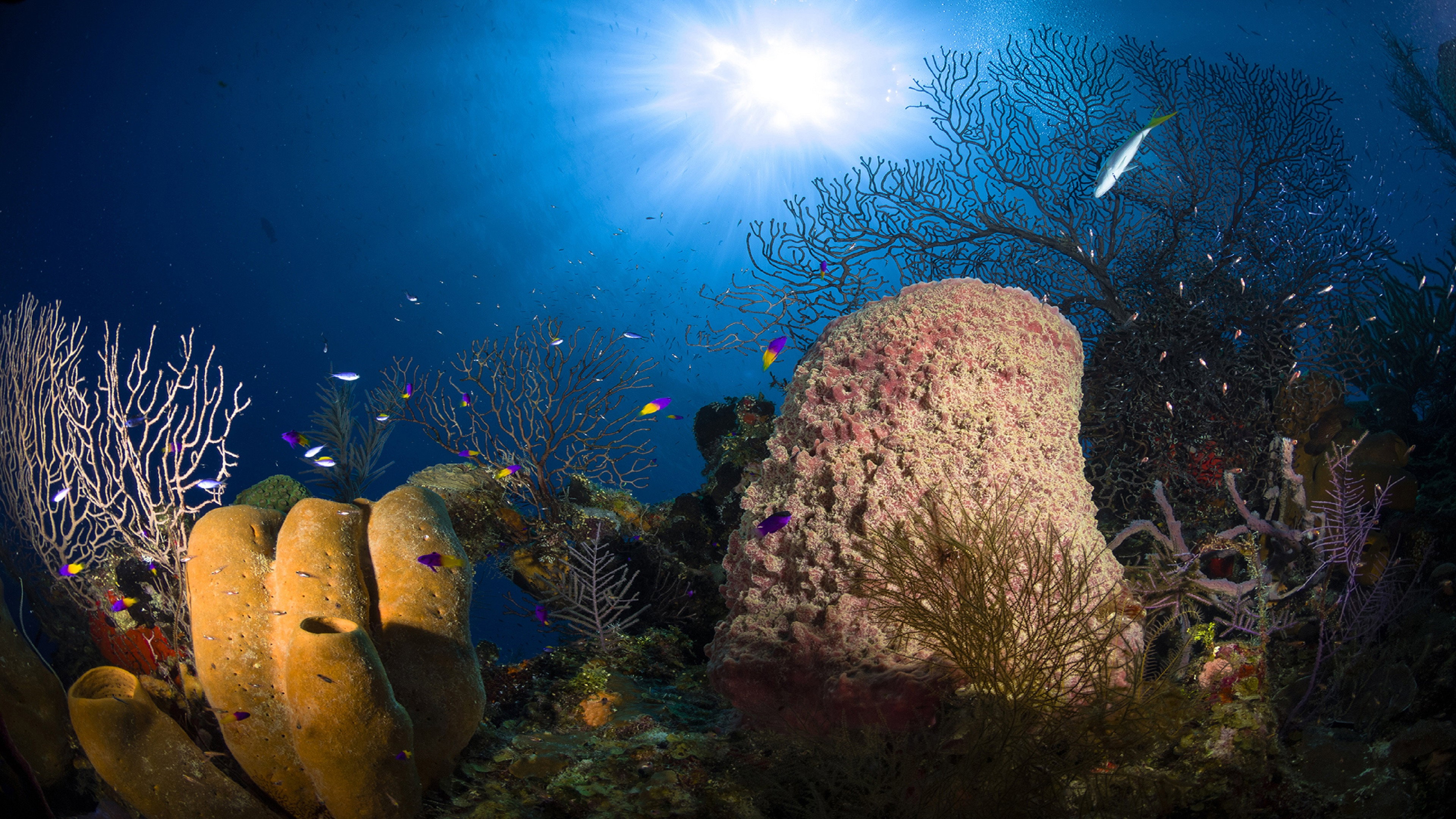 Jewels of the Caribbean Sea's poster