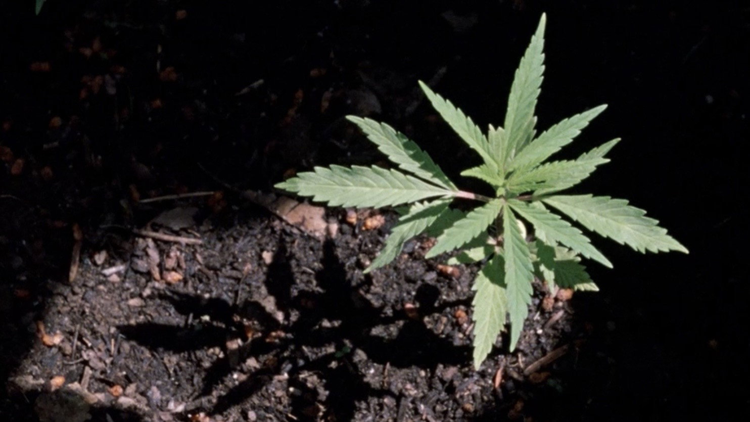 Weed's poster