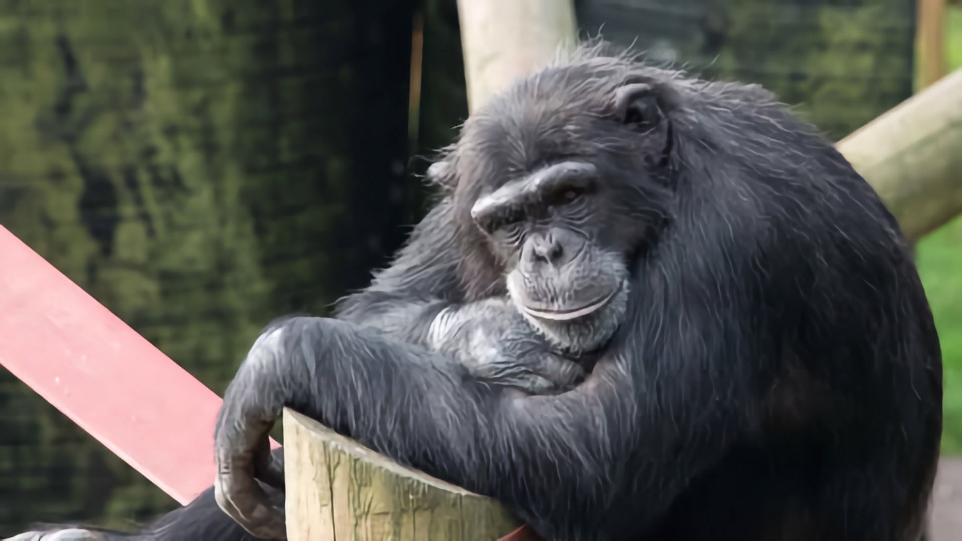 Monkey Life's poster