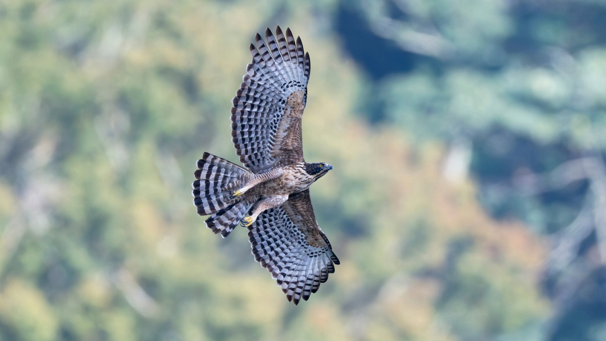 Fly! Mountain Hawk-Eagle's poster