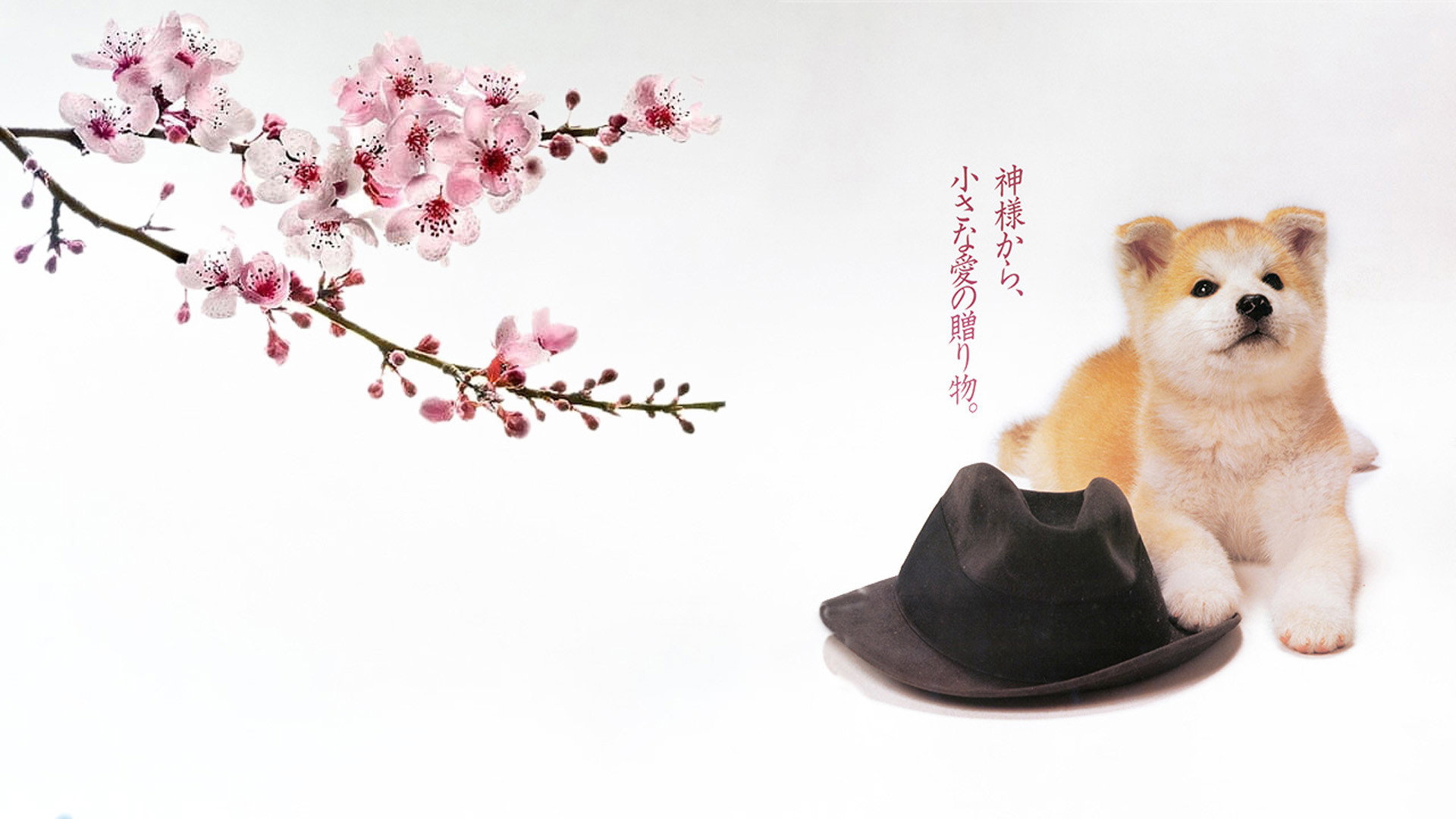 Hachiko's poster