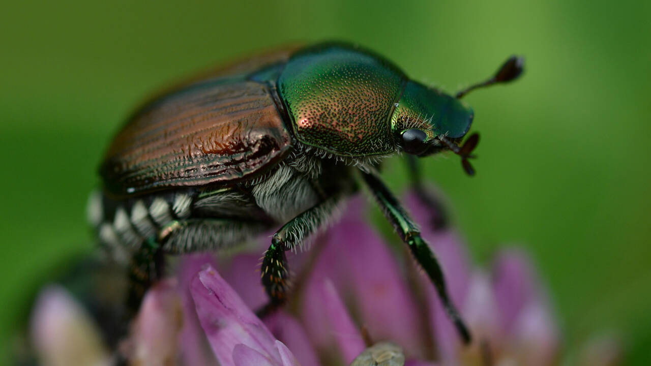 Fabulous Insects - Beetles's poster