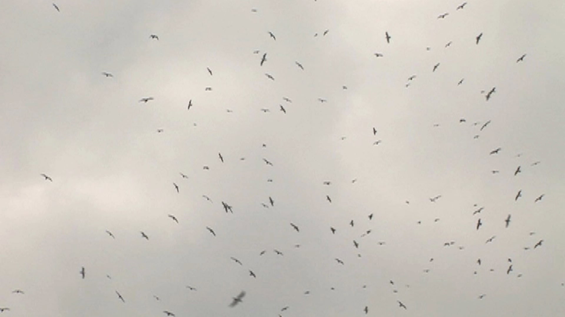 Mumurations's poster