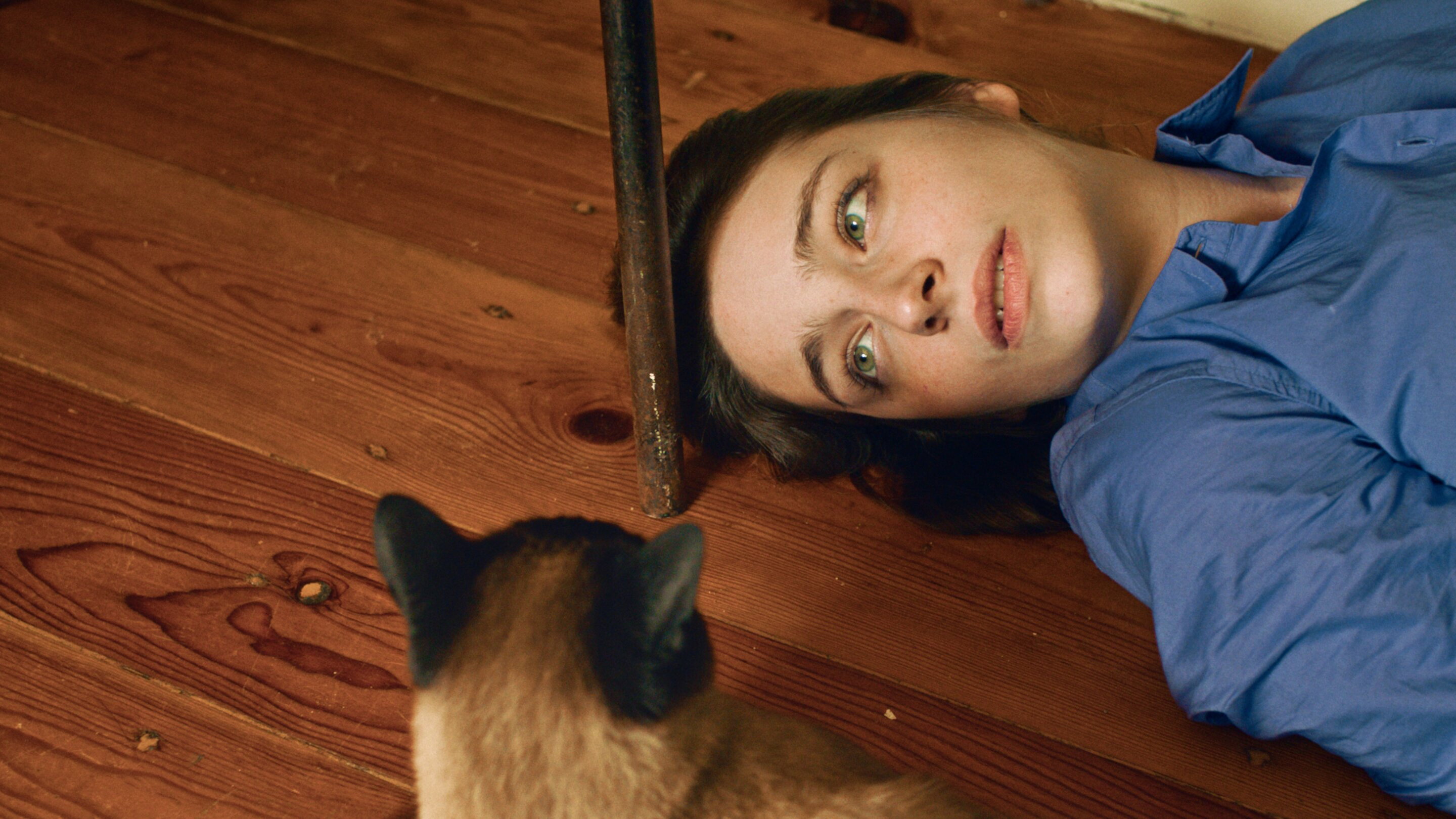 Dois e Um Gato's poster