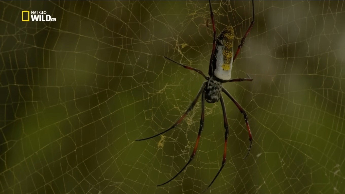 Incredible Spiders's poster