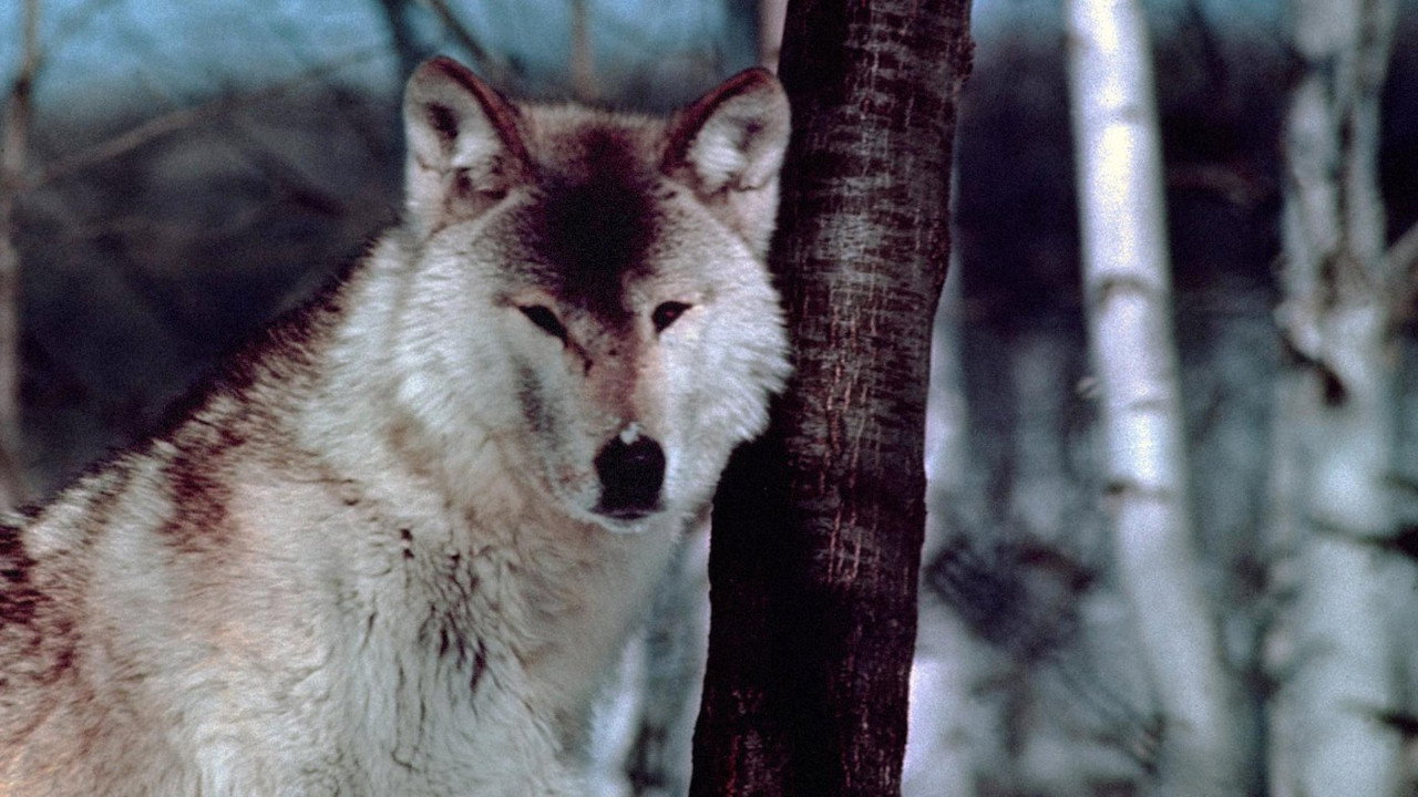 Wolf Pack's poster