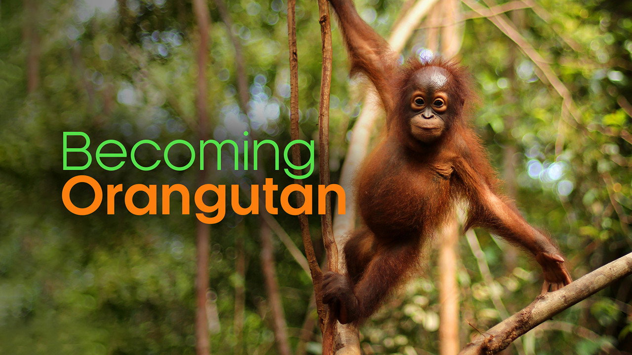 Becoming Orangutan's poster