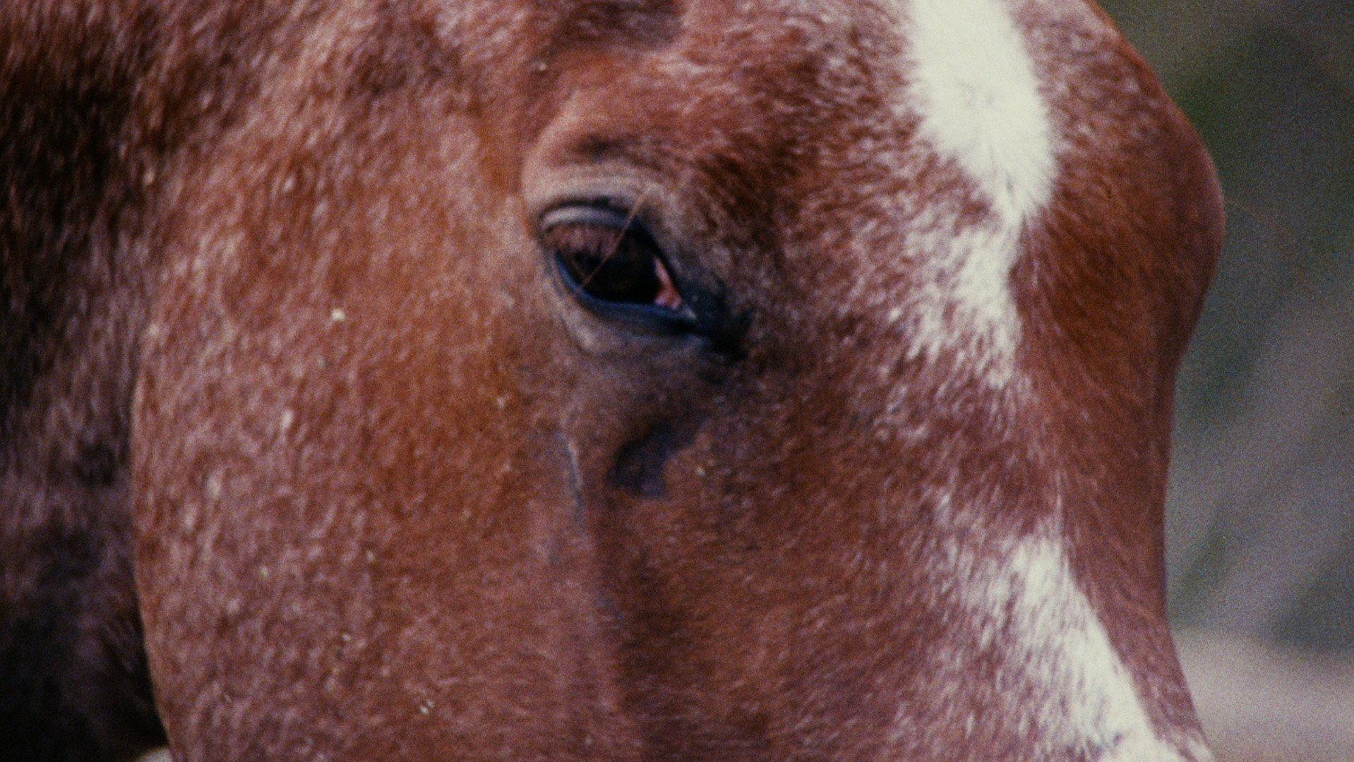 Horse Language's poster