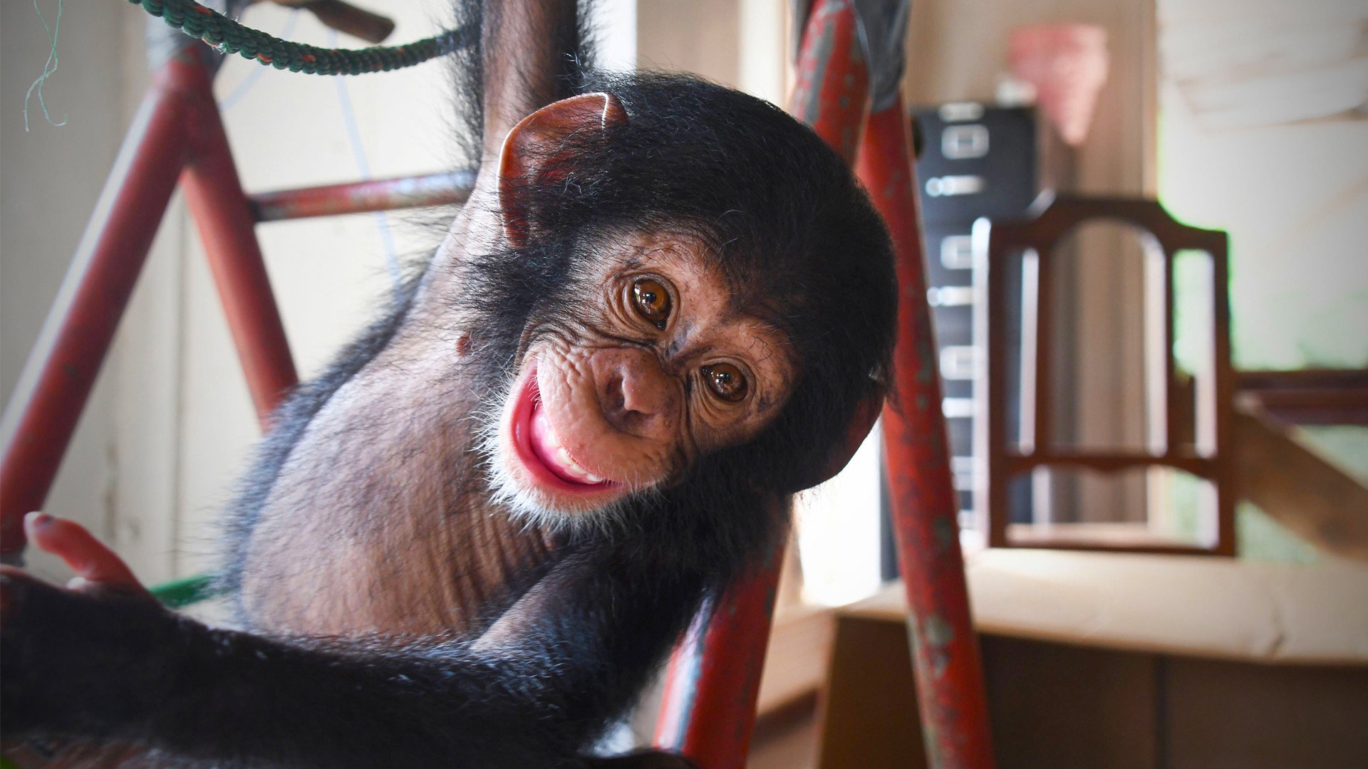 Baby Chimp Rescue's poster