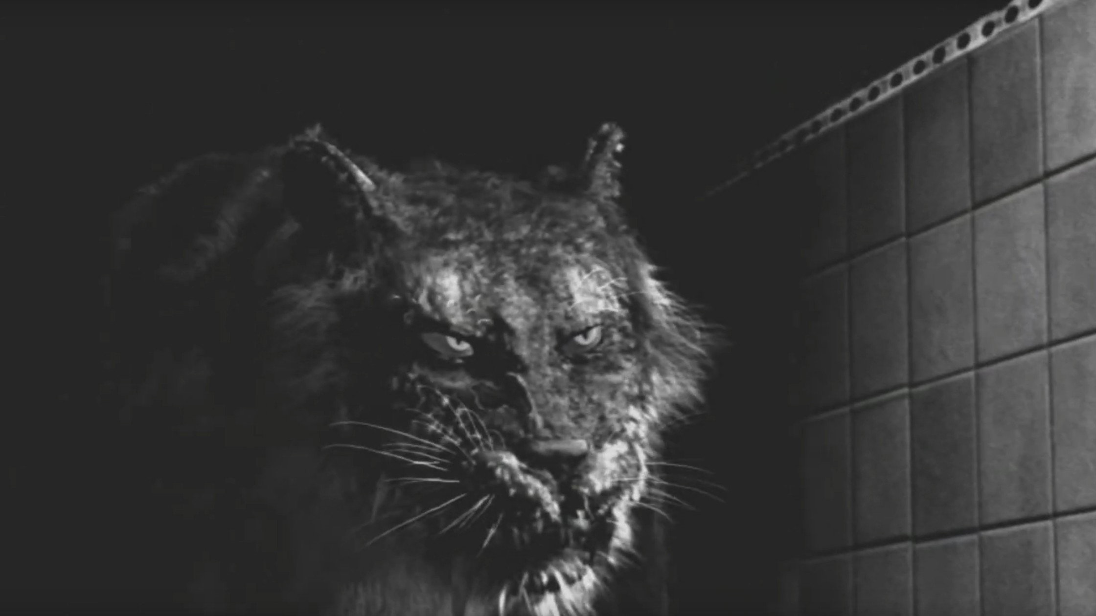 Tyger's poster