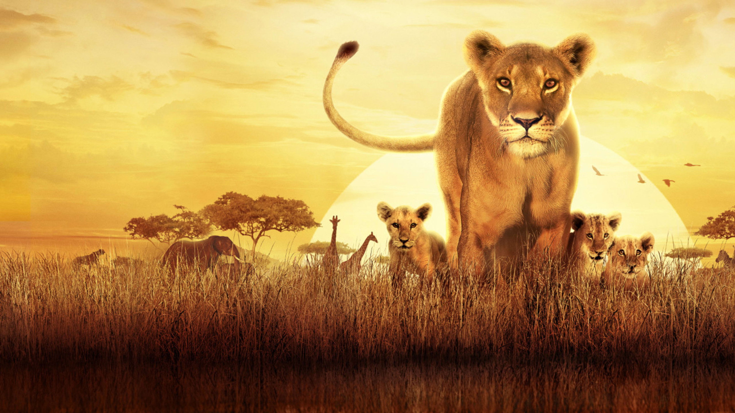 Serengeti's poster