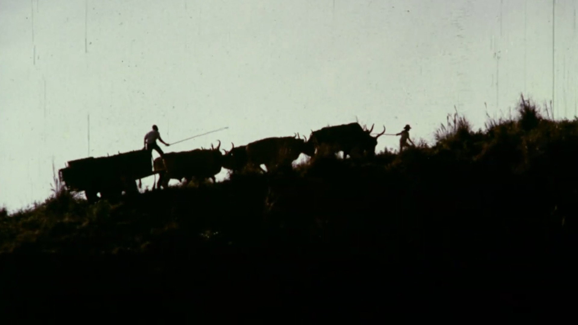 Bullock Cart's poster