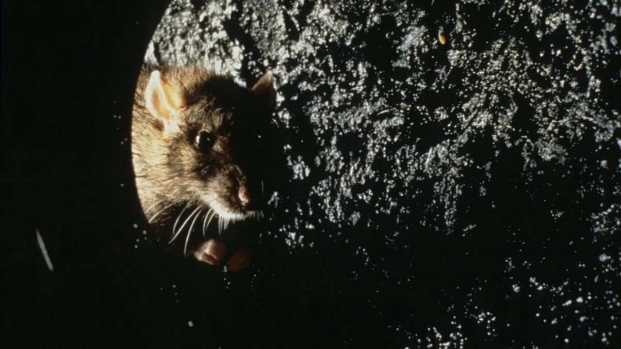 Rat's poster