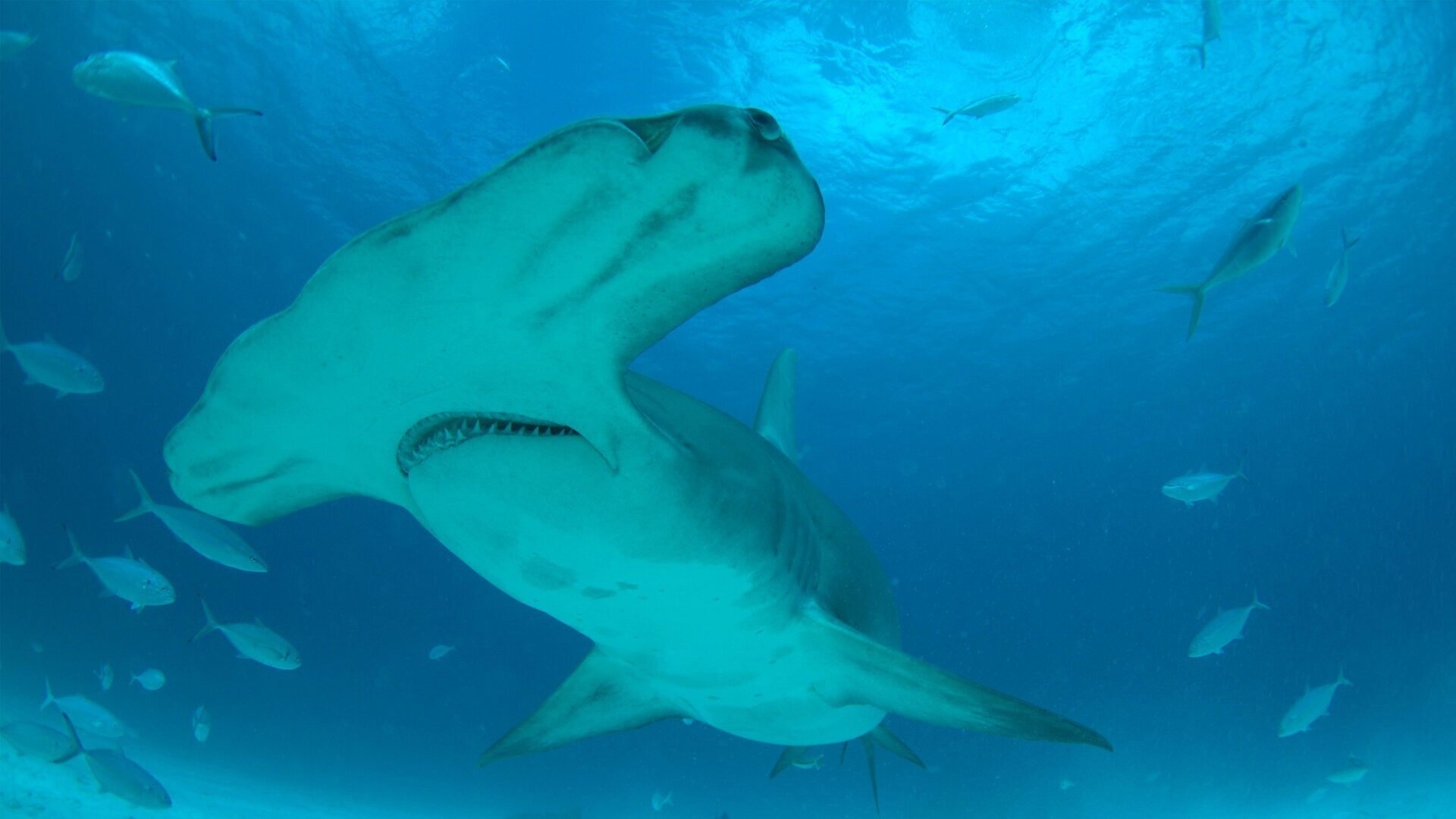 Mega Hammerhead: Ultimate Predator's poster