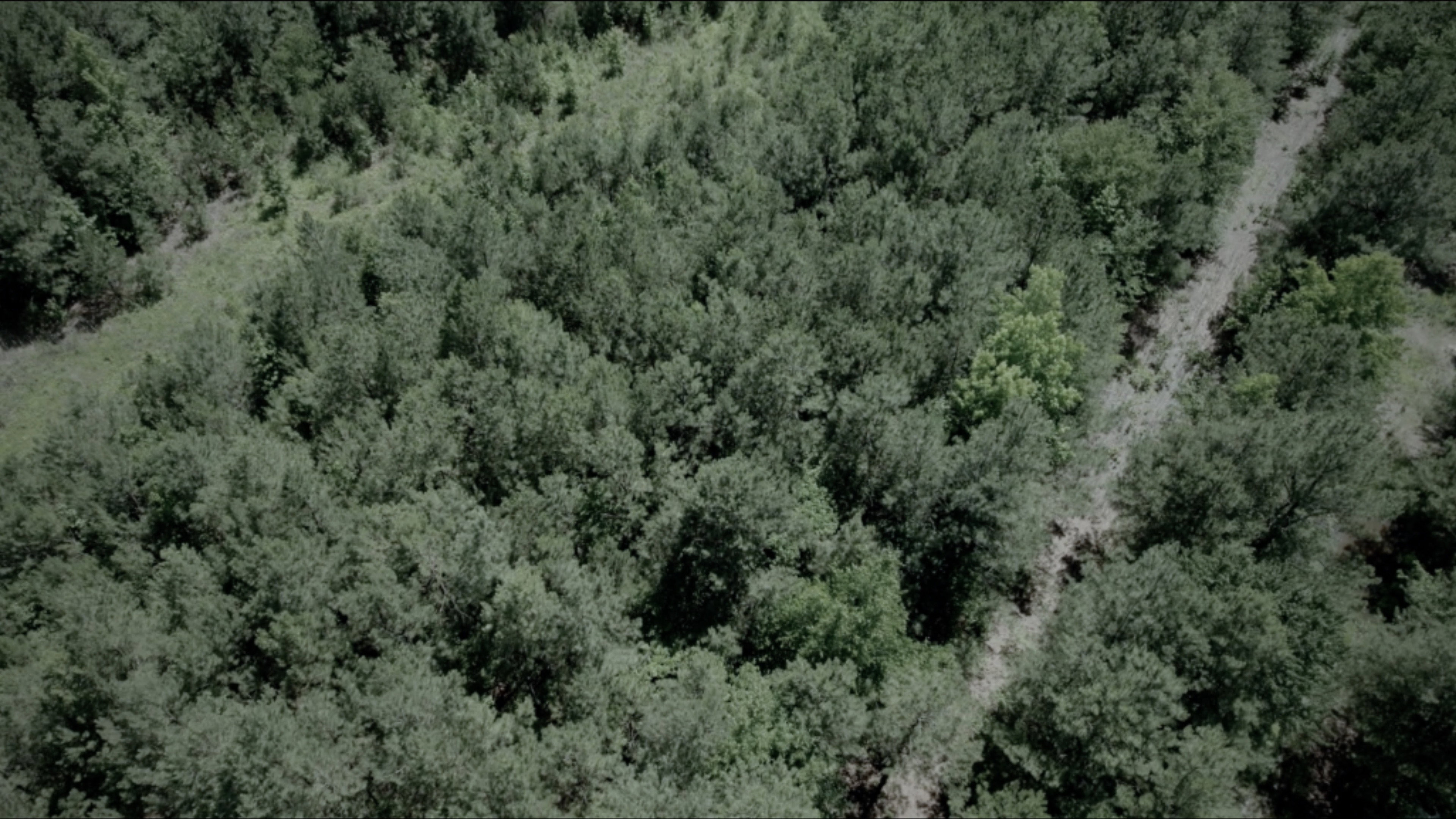 The Woods's poster