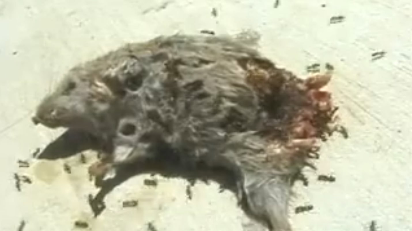 Dead Mouse with Ants's poster